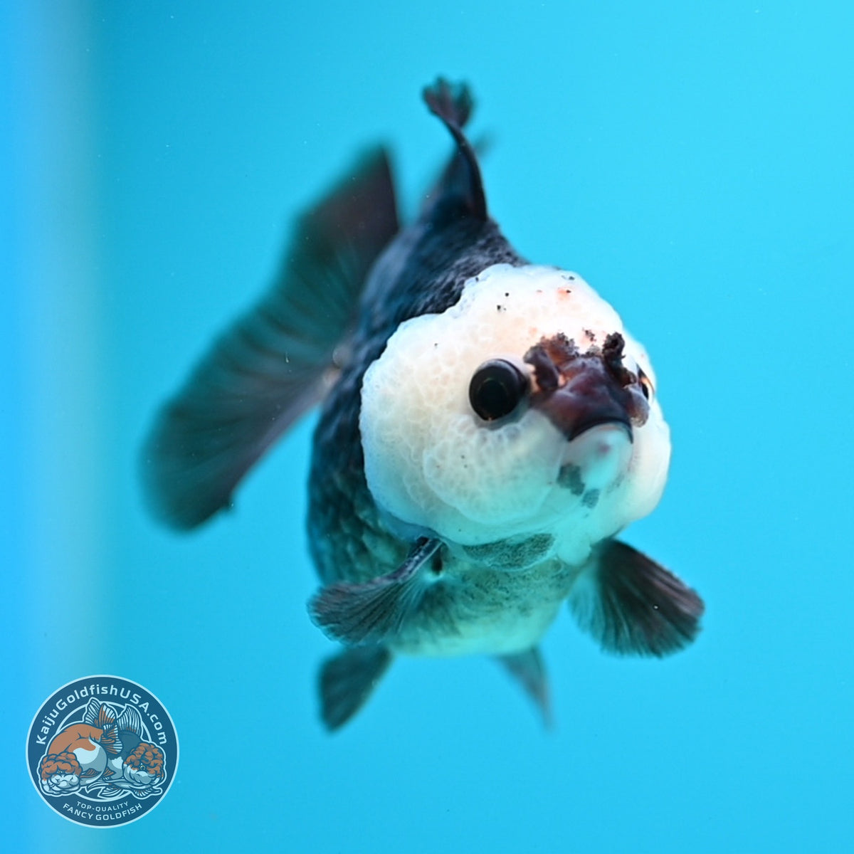 Panda Oranda 2.5 inch Body (260918_OR05)