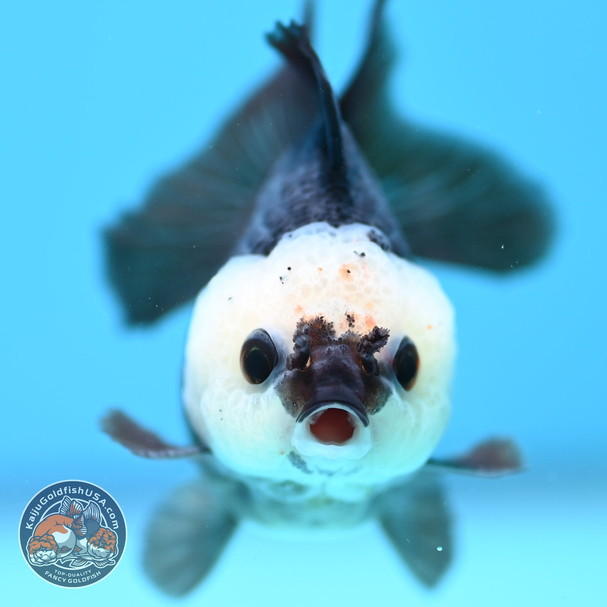 Panda Oranda 2.5 inch Body (260918_OR05)