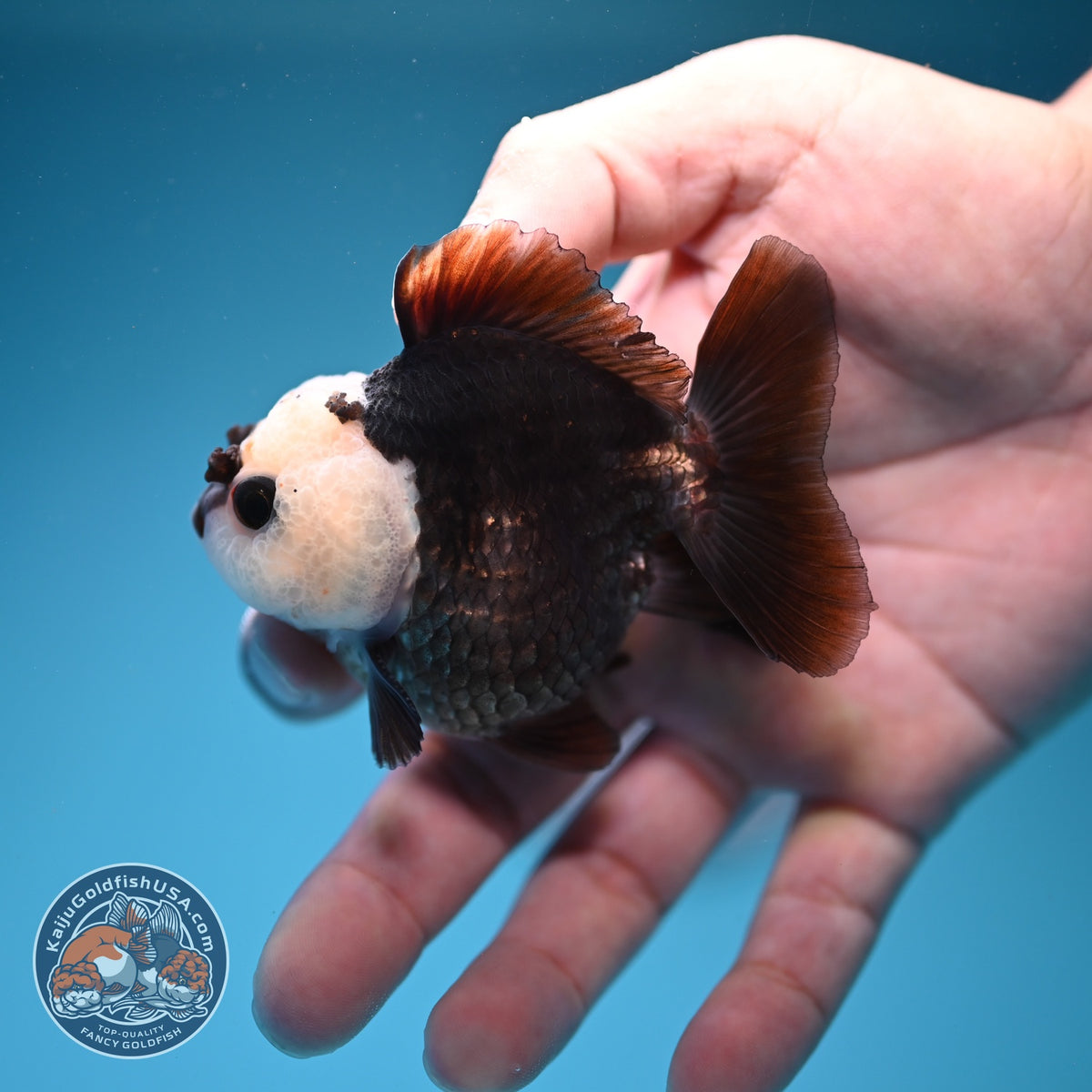 Panda Oranda 2.5 inch Body (260918_OR05)