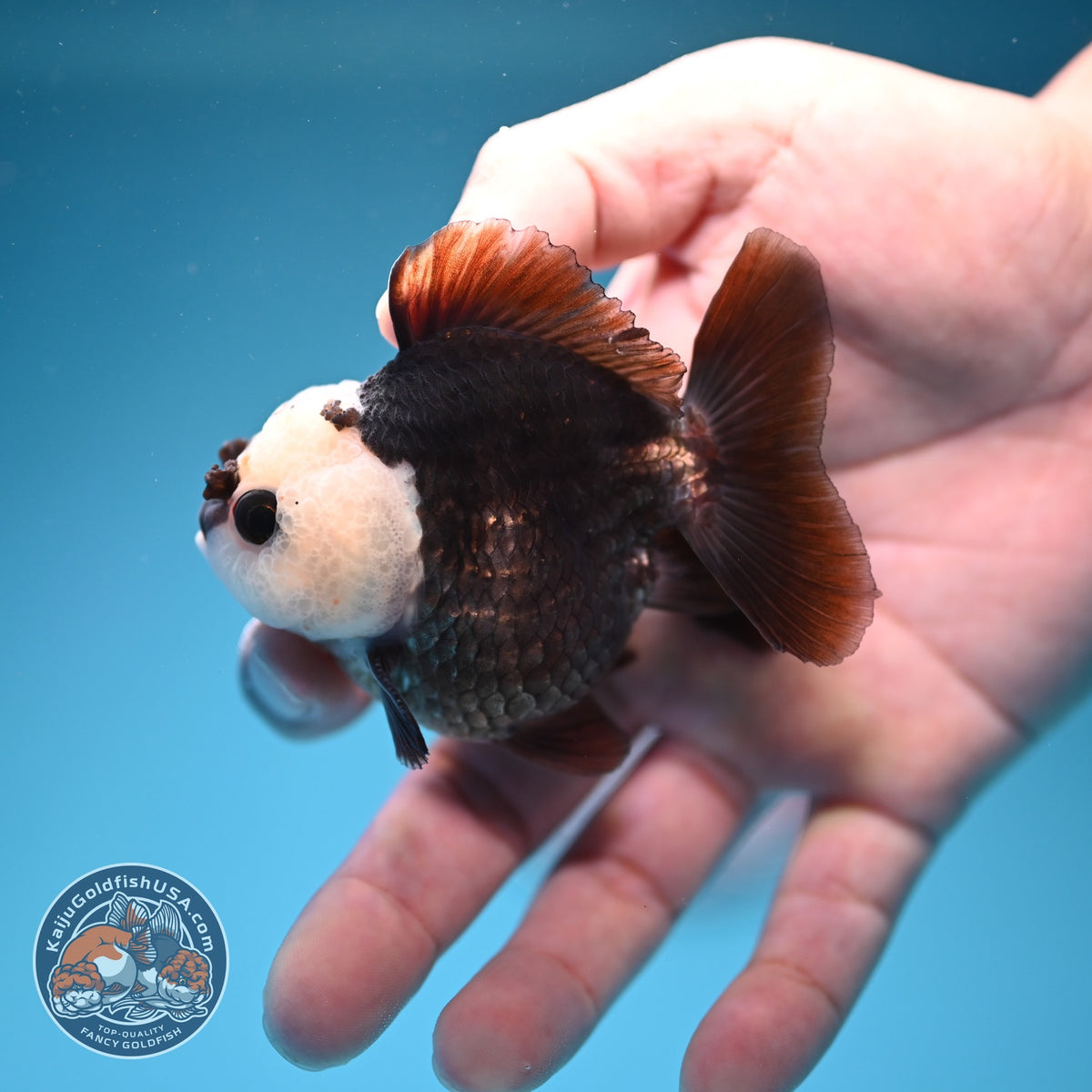 Panda Oranda 2.5 inch Body (260918_OR05)
