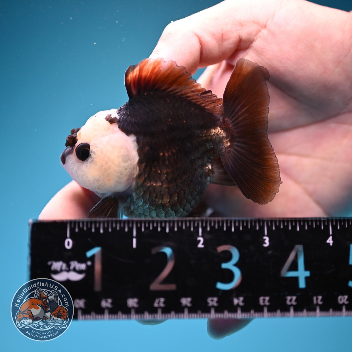 Panda Oranda 2.5 inch Body (260918_OR05)