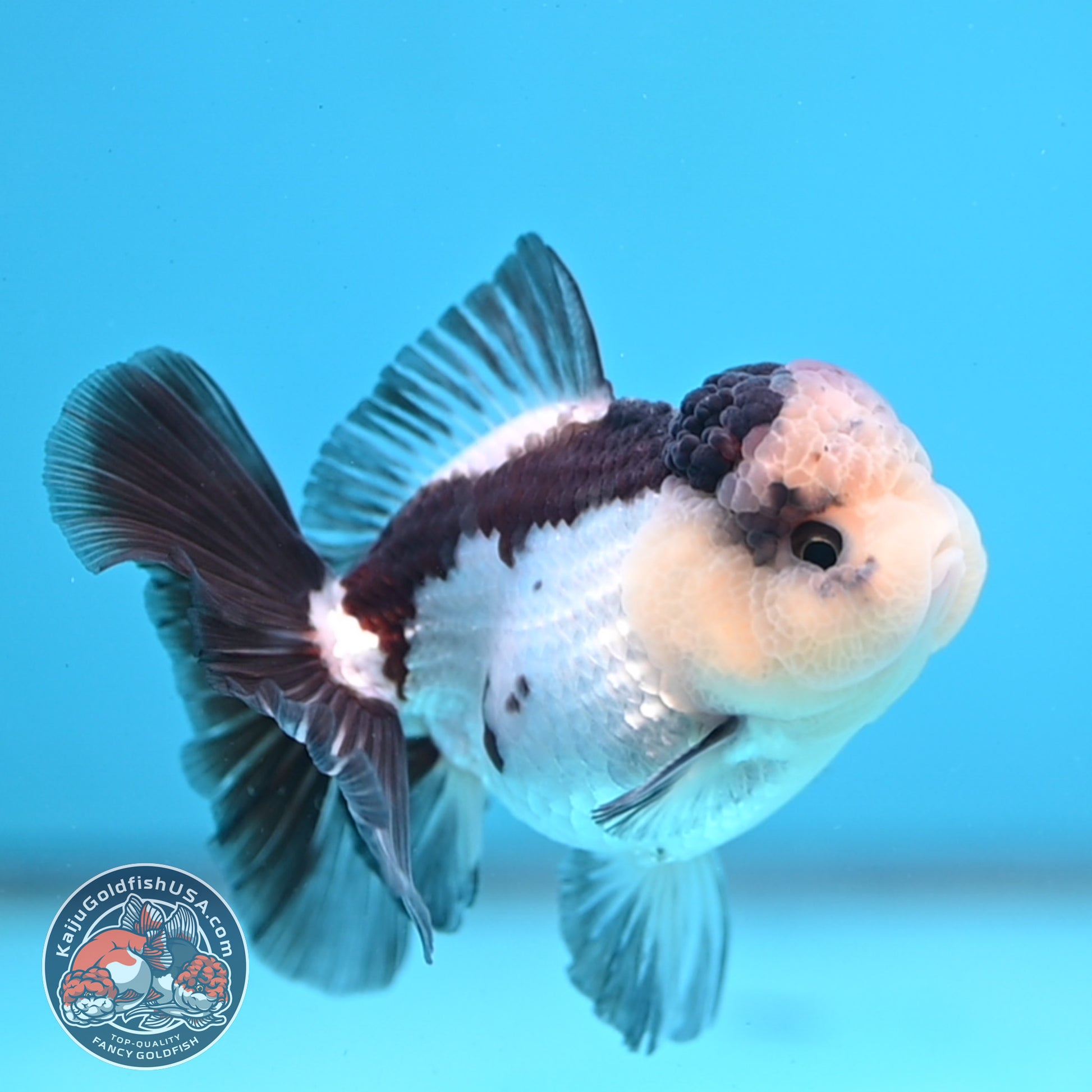 Panda Oranda 3 inch Body (260109_OR05)