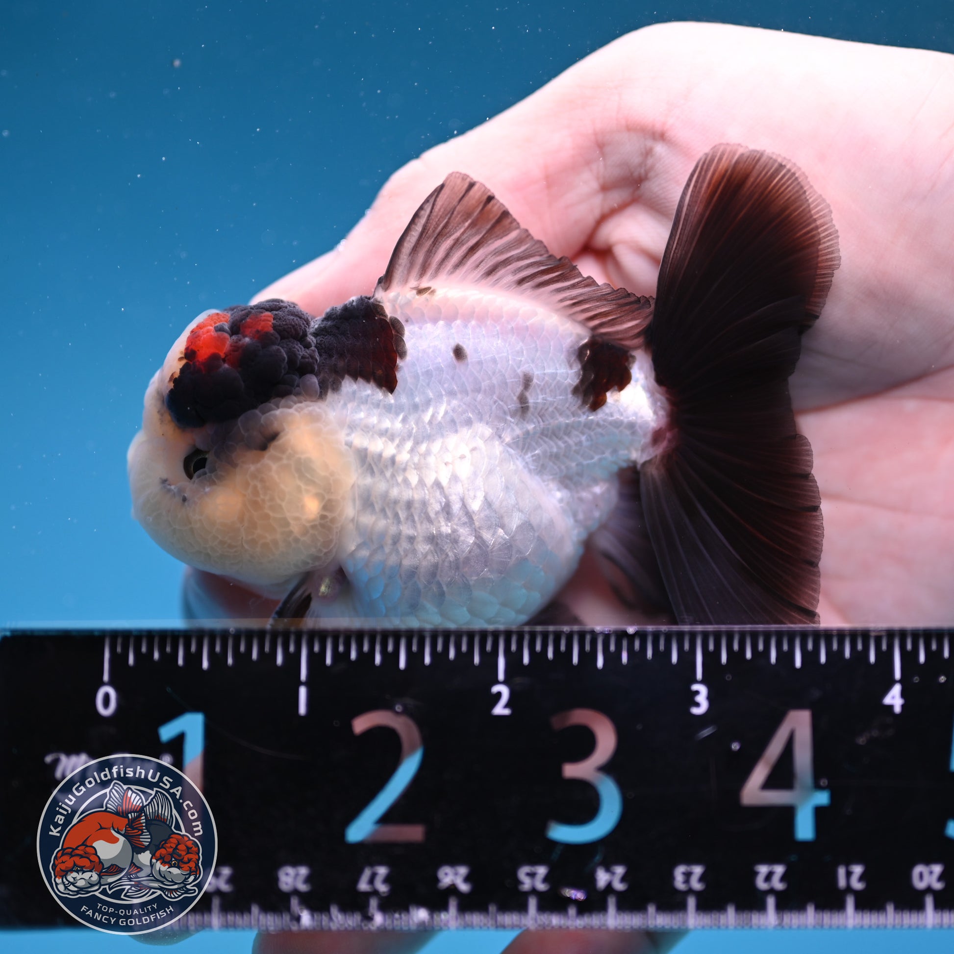 Panda Oranda 3 inch Body (260109_OR05)
