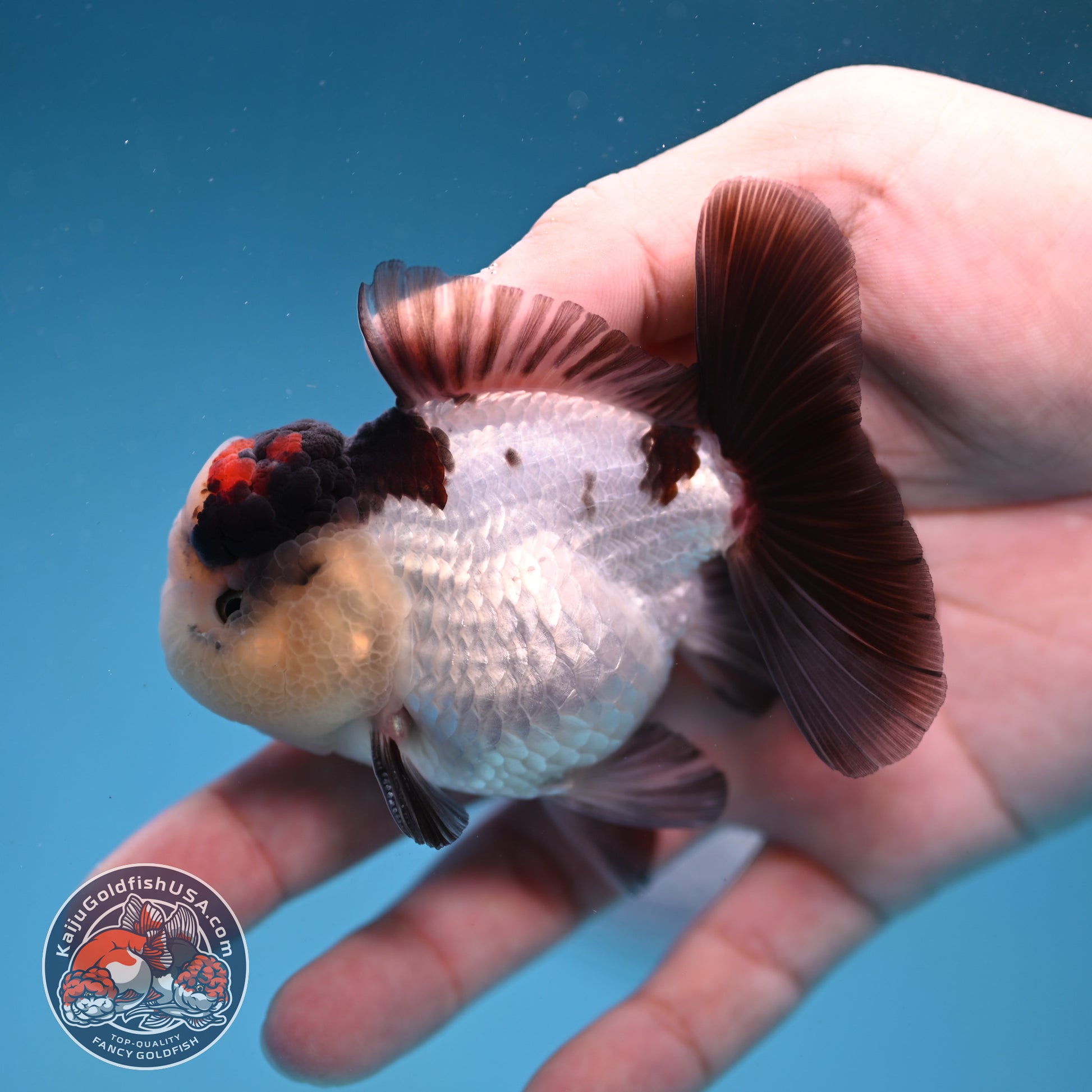 Panda Oranda 3 inch Body (260109_OR05)