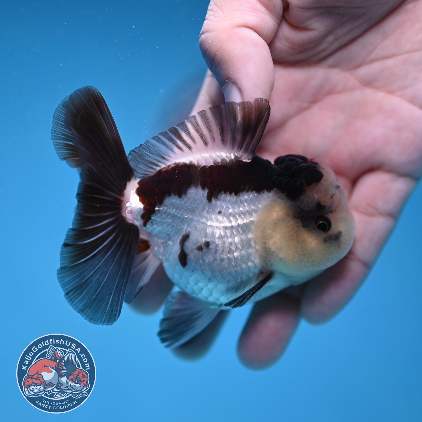 Panda Oranda 3 inch Body (260109_OR05)