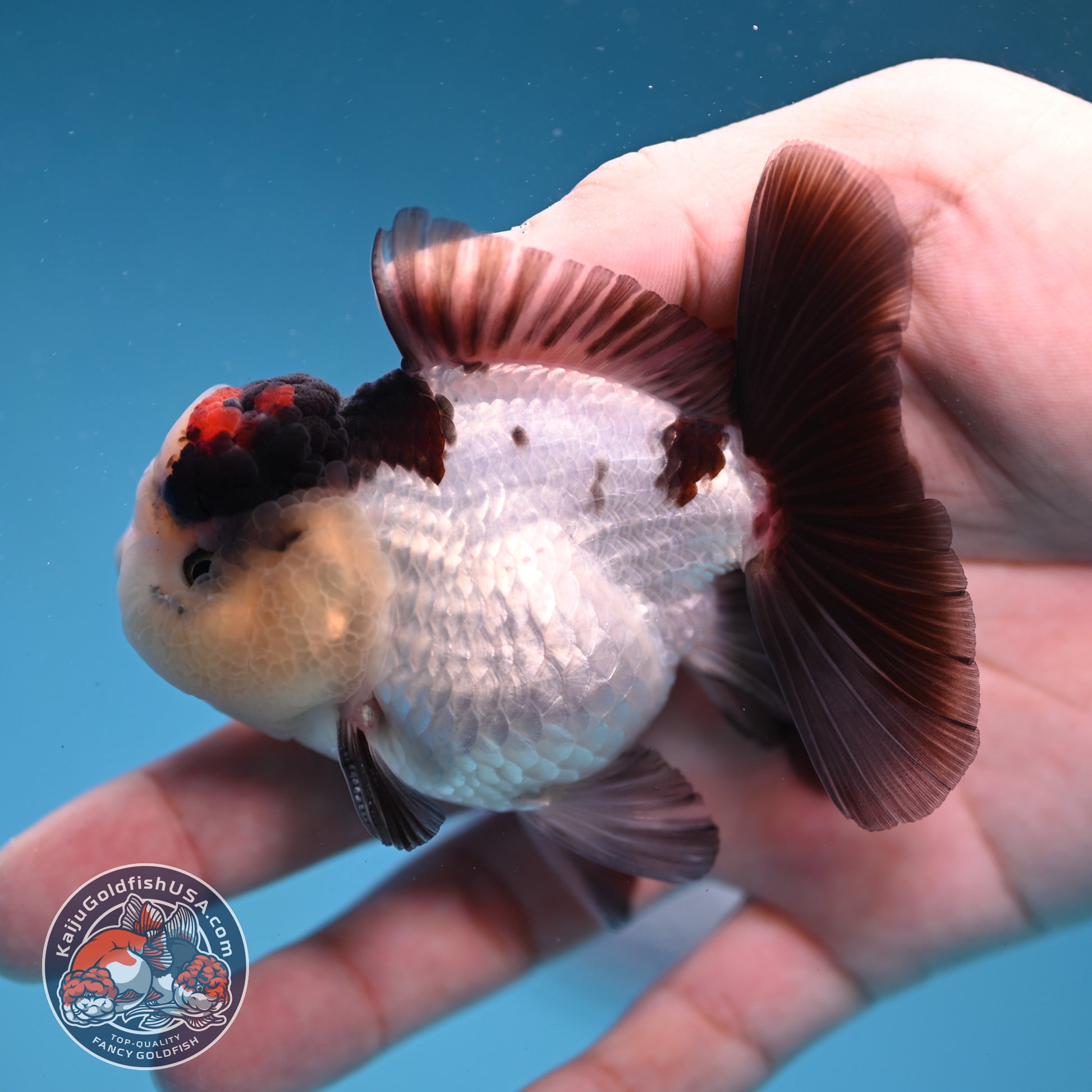 Panda Oranda 3 inch Body (260109_OR05)