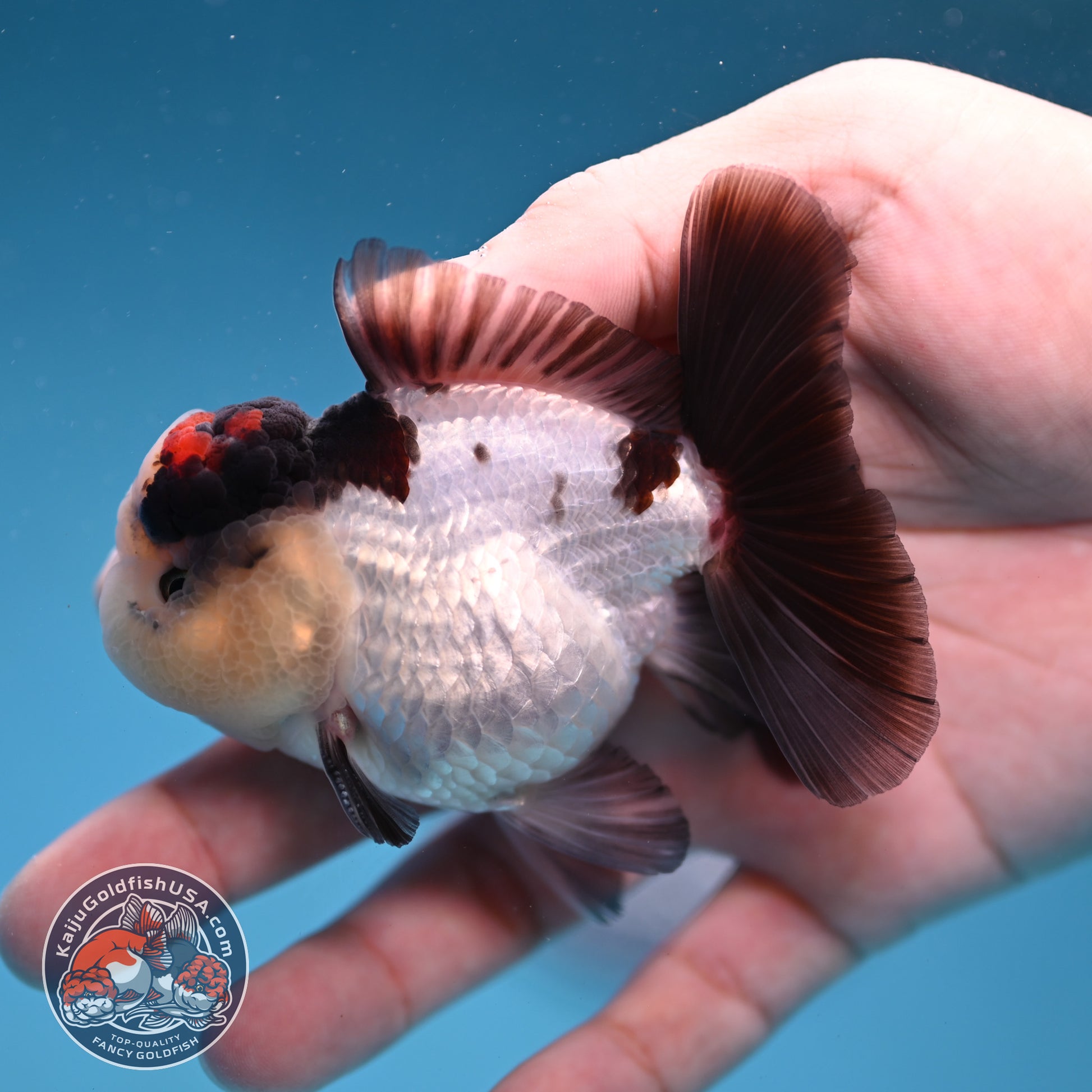 Panda Oranda 3 inch Body (260109_OR05)