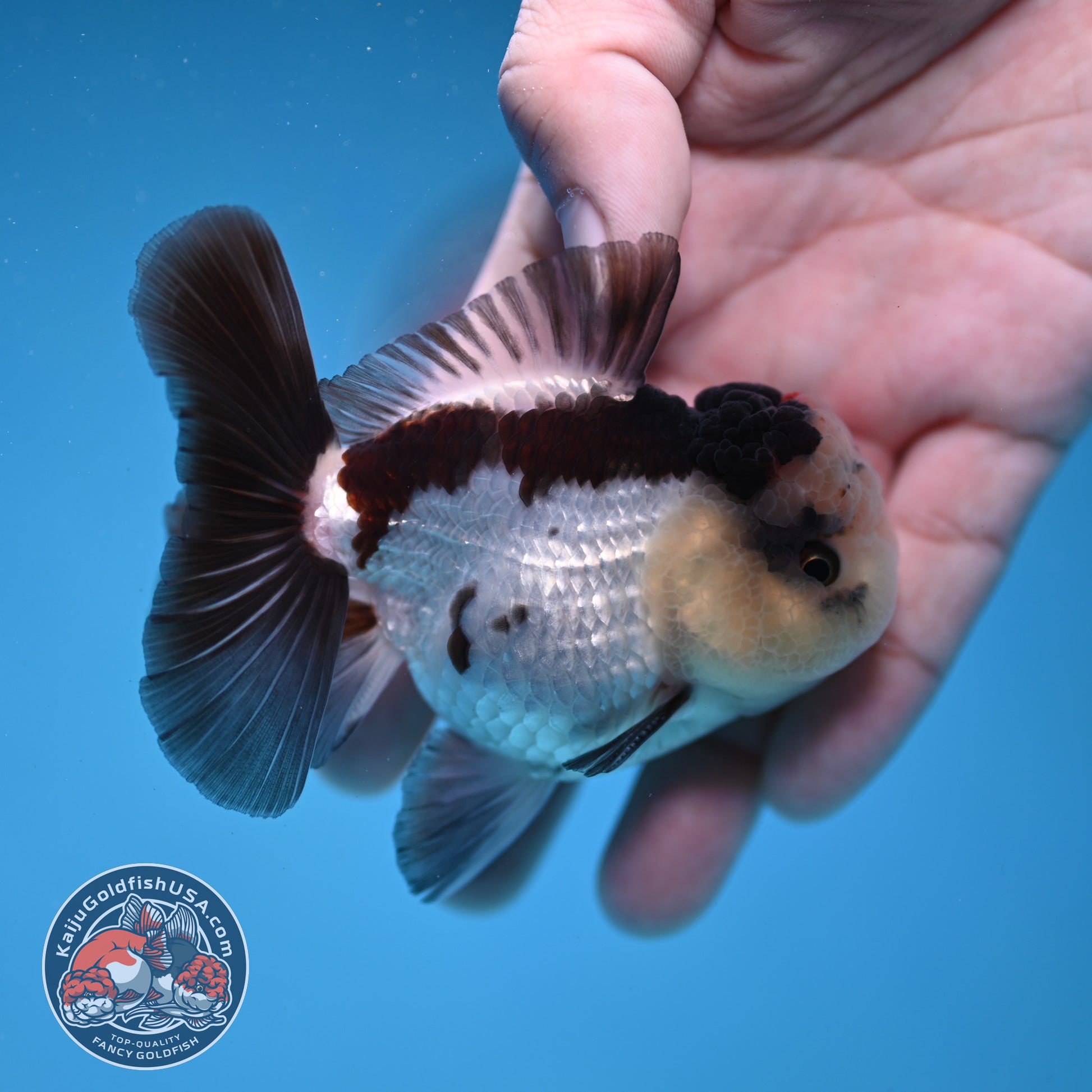 Panda Oranda 3 inch Body (260109_OR05)