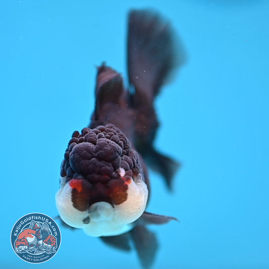 Panda Oranda 3 inch Body (260109_OR10)