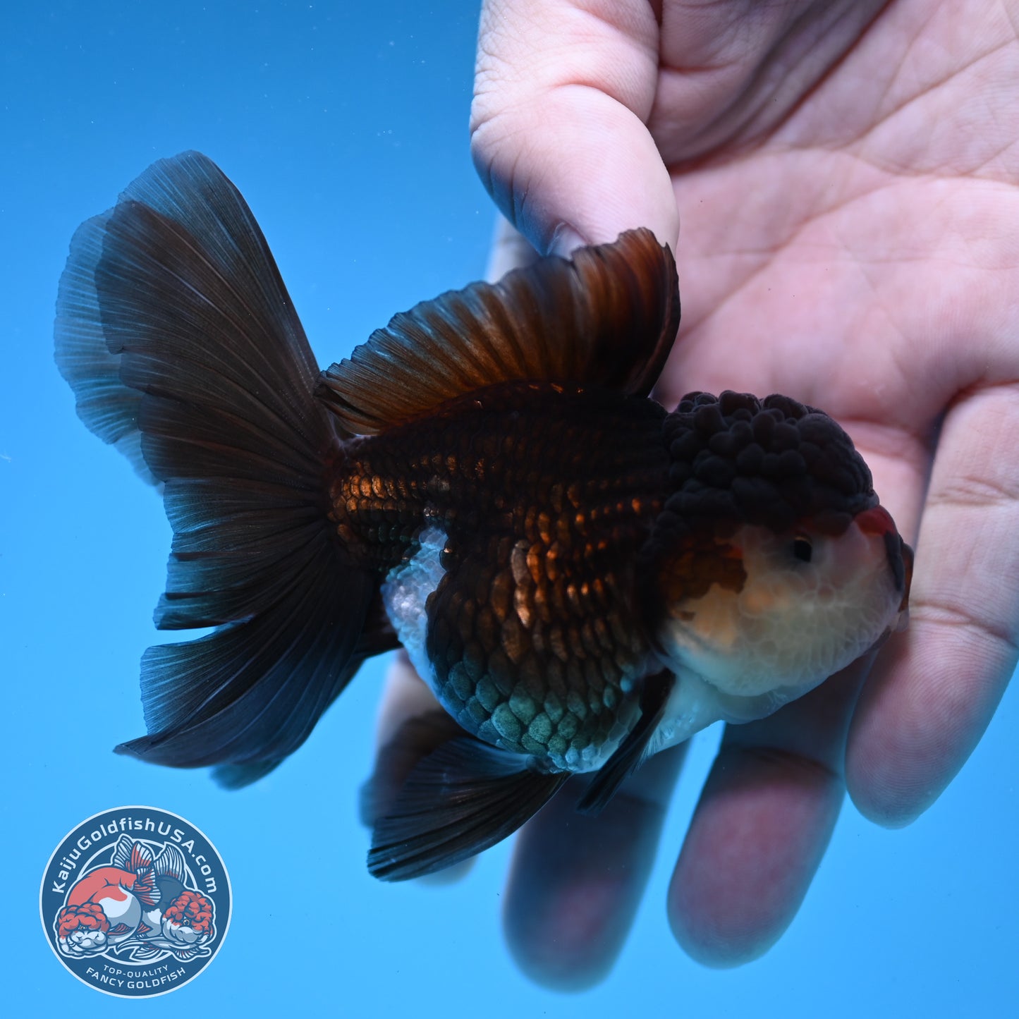 Panda Oranda 3 inch Body (260109_OR10)