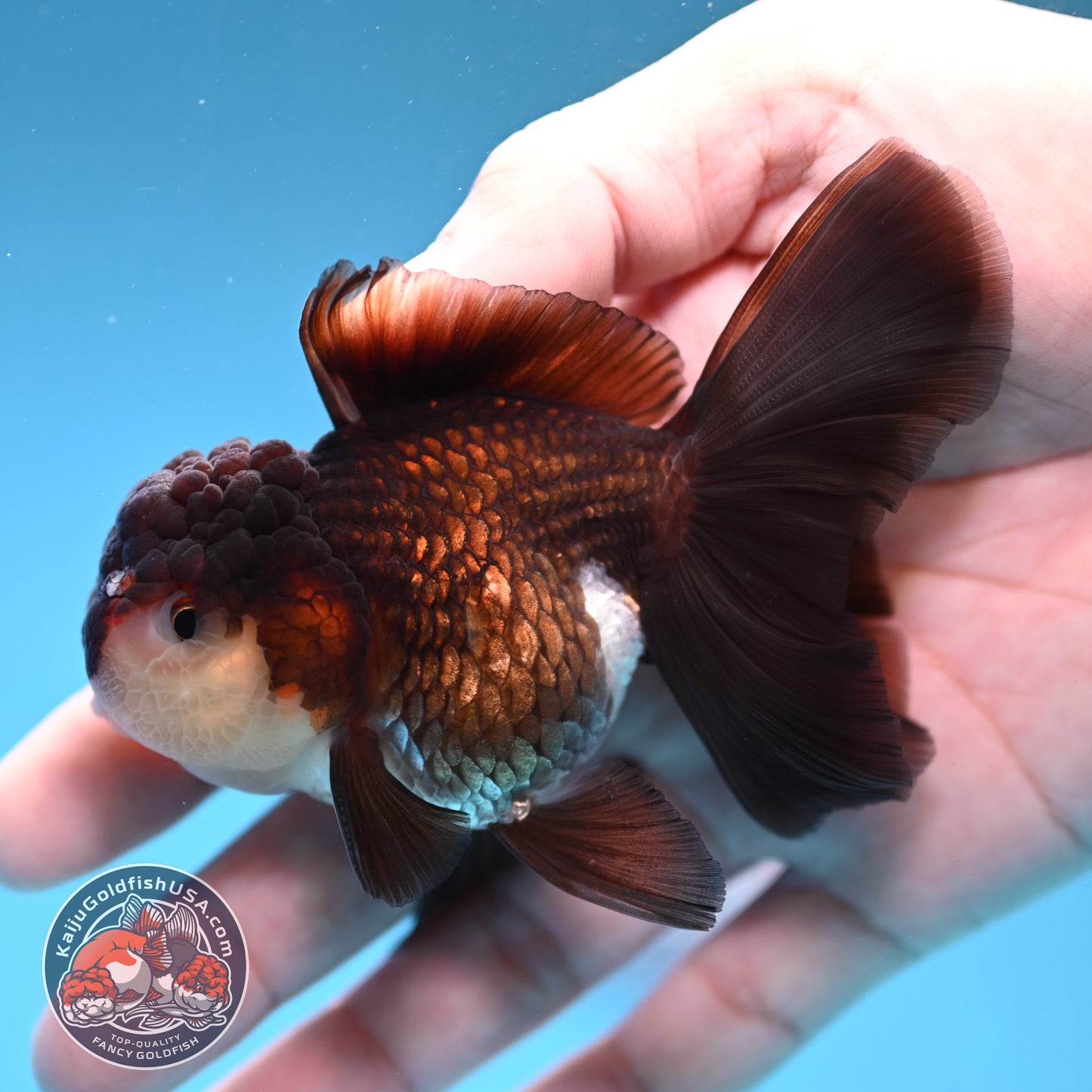 Panda Oranda 3 inch Body (260109_OR10)