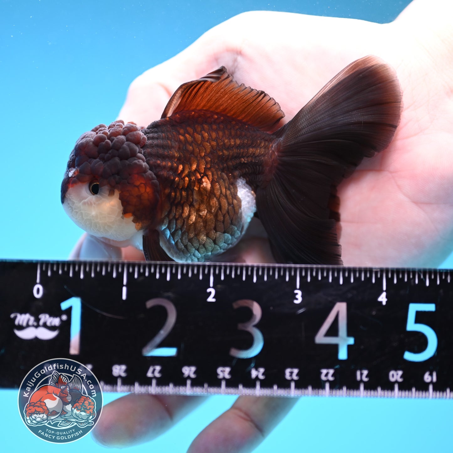Panda Oranda 3 inch Body (260109_OR10)