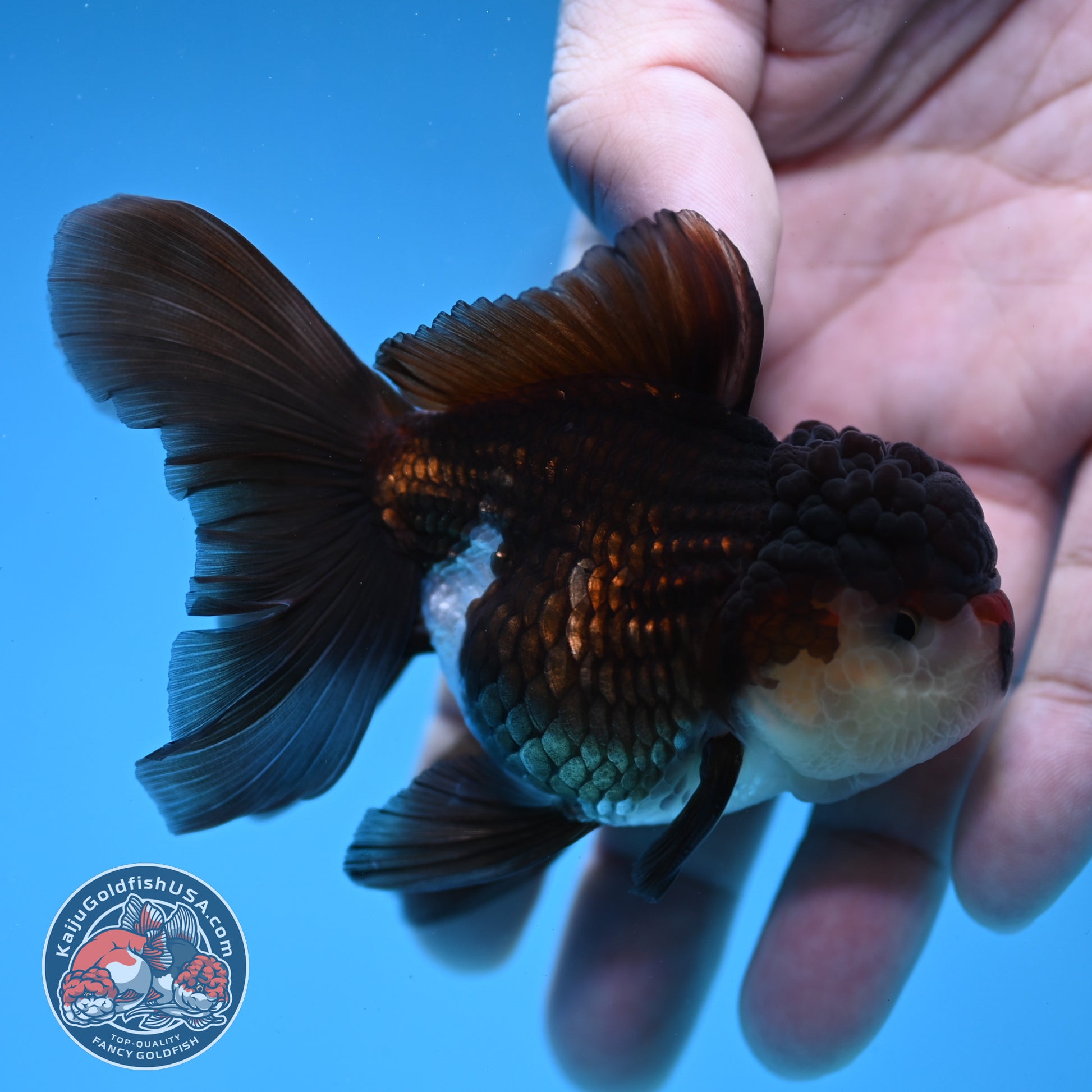 Panda Oranda 3 inch Body (260109_OR10)