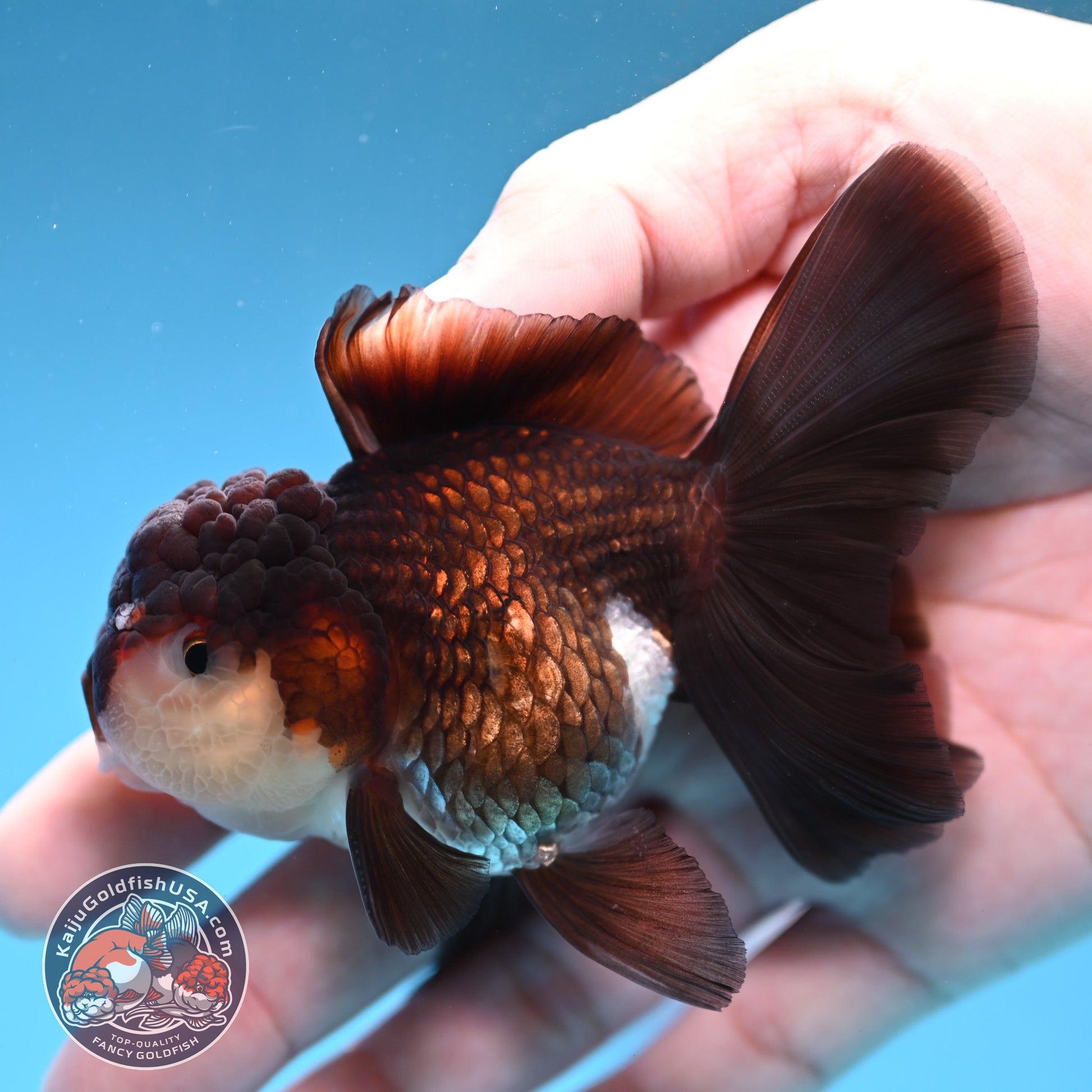 Panda Oranda 3 inch Body (260109_OR10)