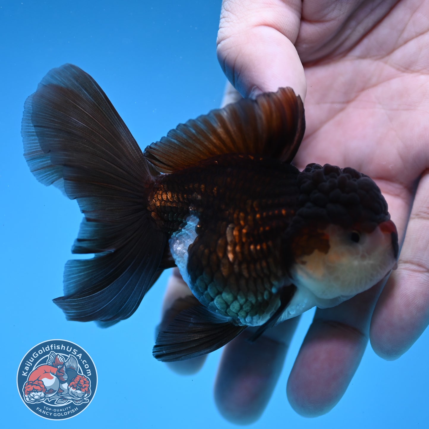 Panda Oranda 3 inch Body (260109_OR10)