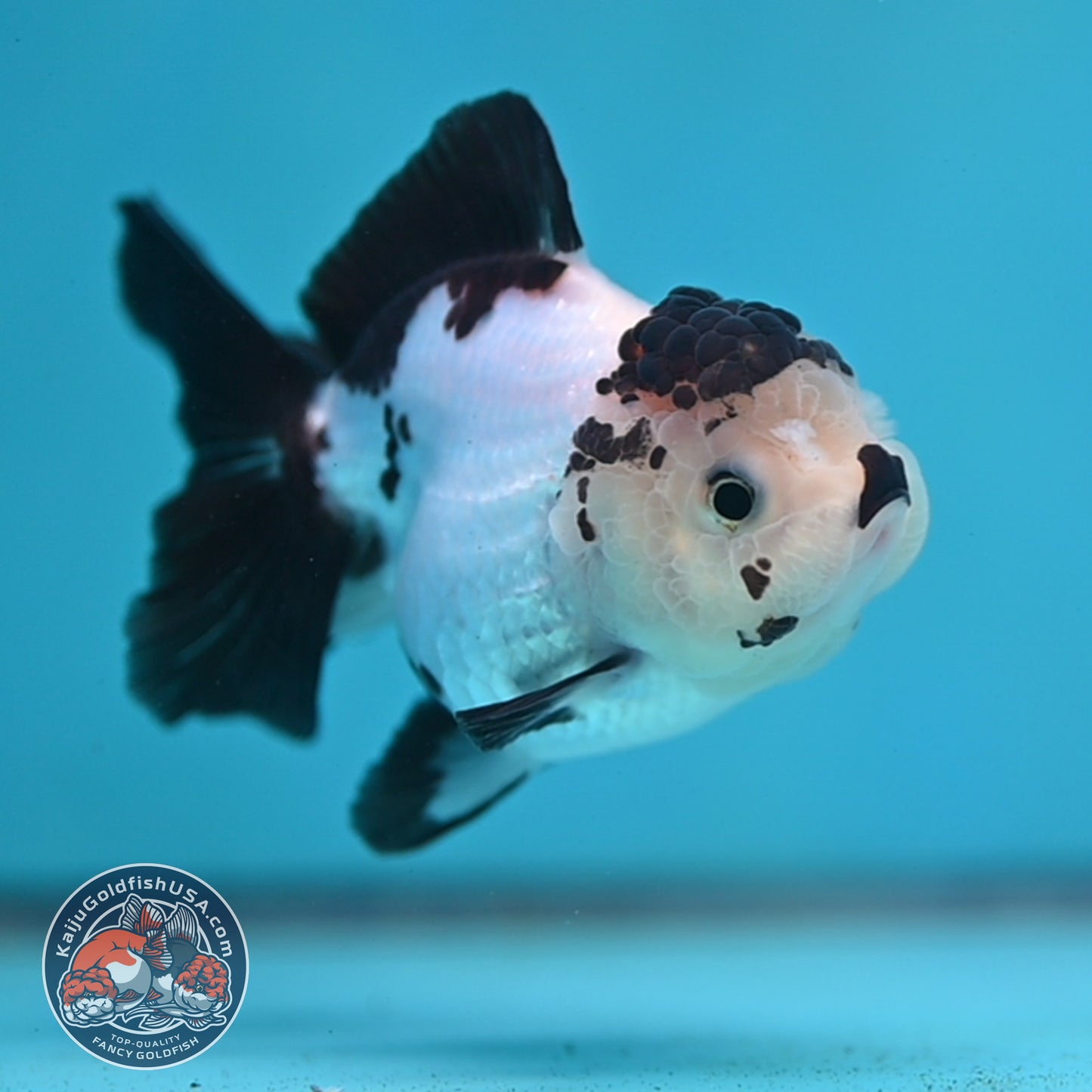 Panda Oranda 3 inch Body (260130_OR03)