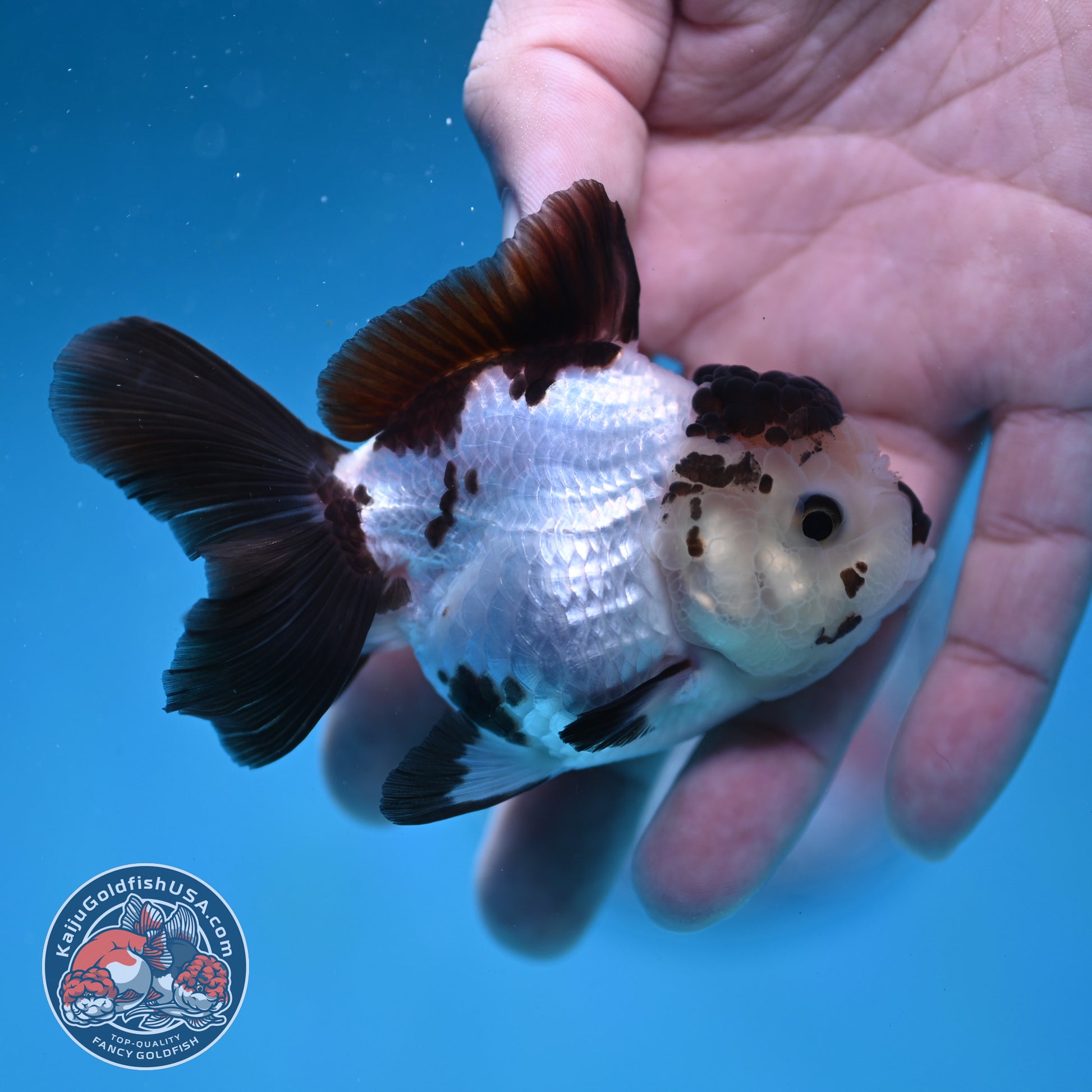 Panda Oranda 3 inch Body (260130_OR03)