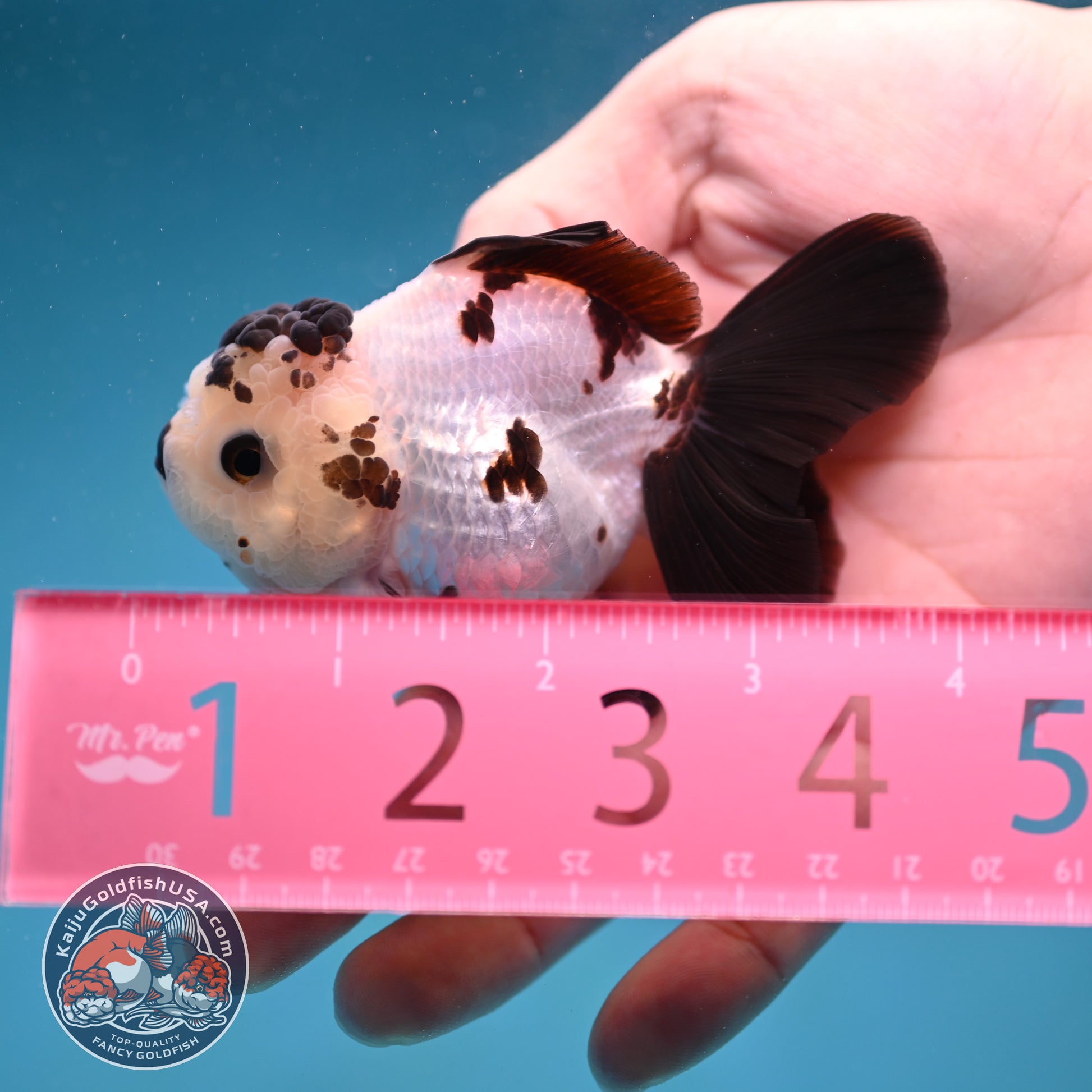 Panda Oranda 3 inch Body (260130_OR03)