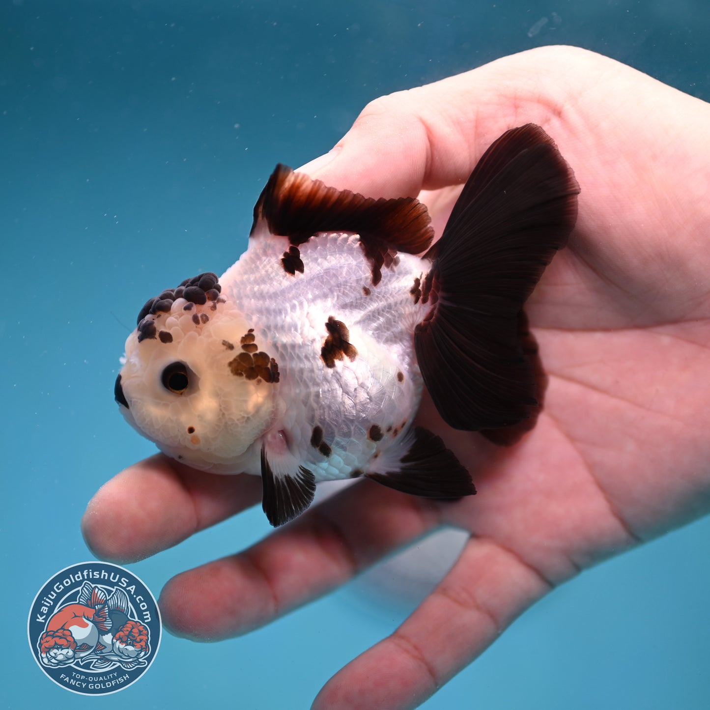 Panda Oranda 3 inch Body (260130_OR03)