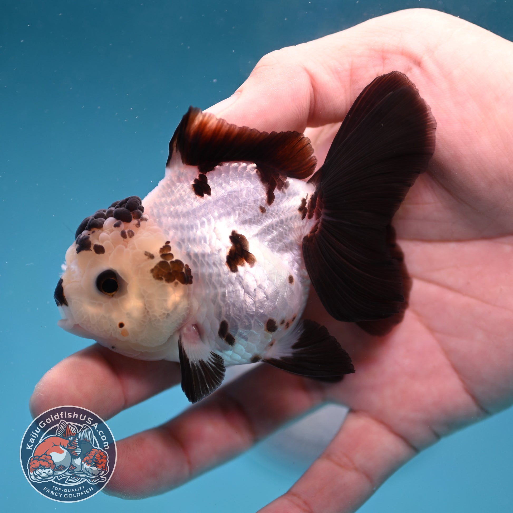 Panda Oranda 3 inch Body (260130_OR03)
