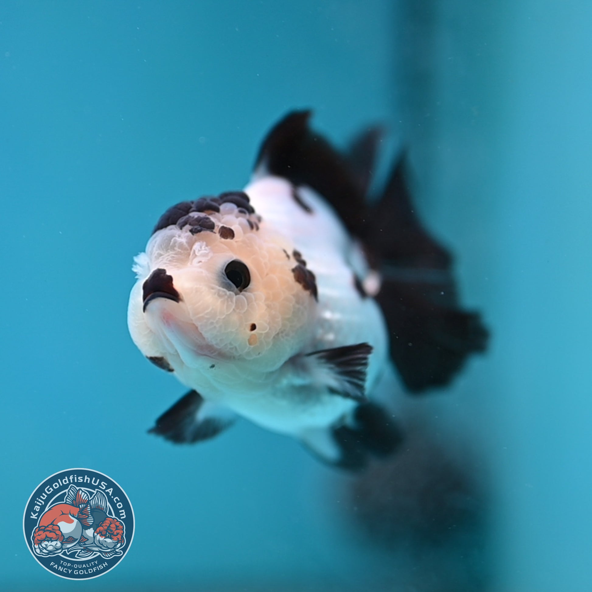 Panda Oranda 3 inch Body (260130_OR03)
