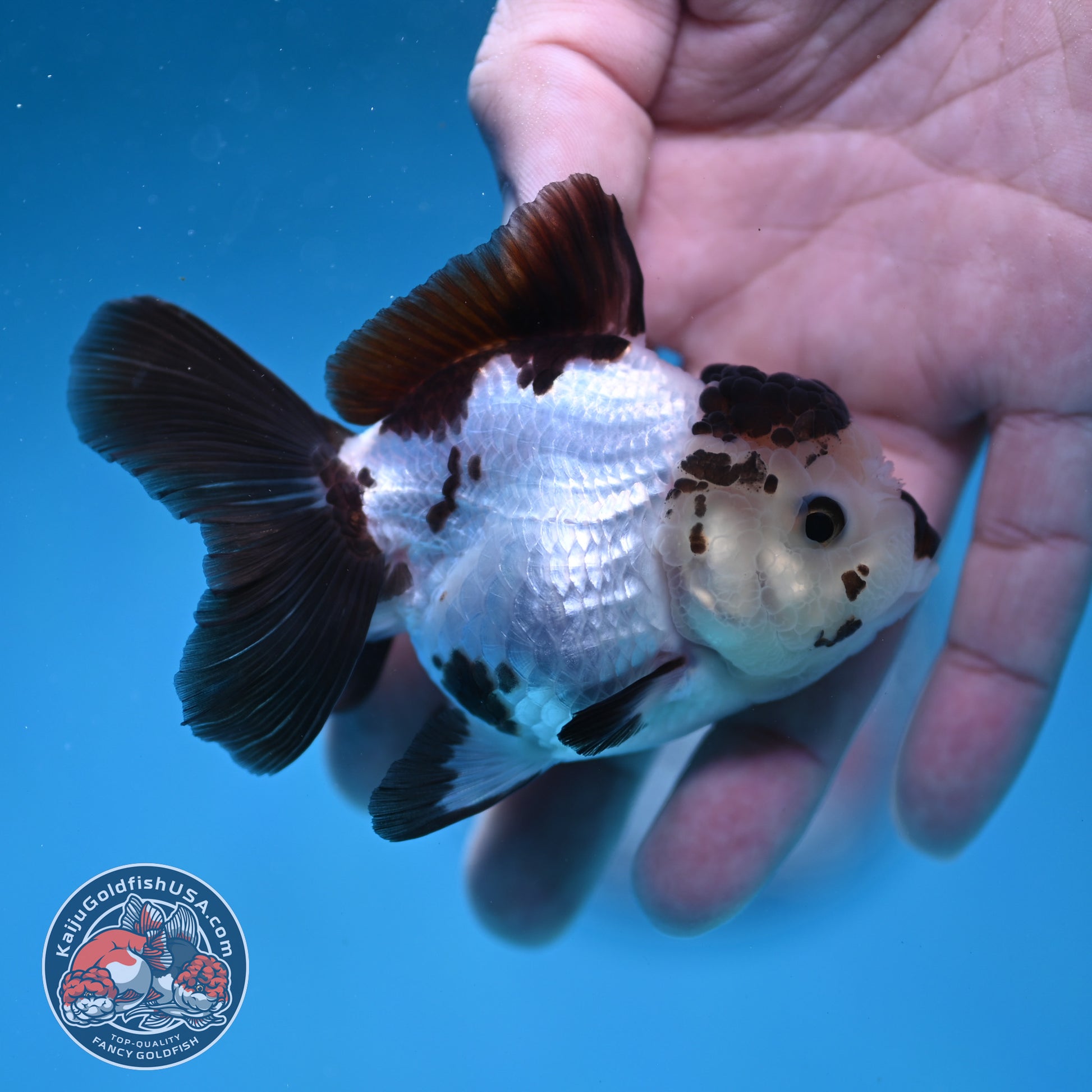 Panda Oranda 3 inch Body (260130_OR03)