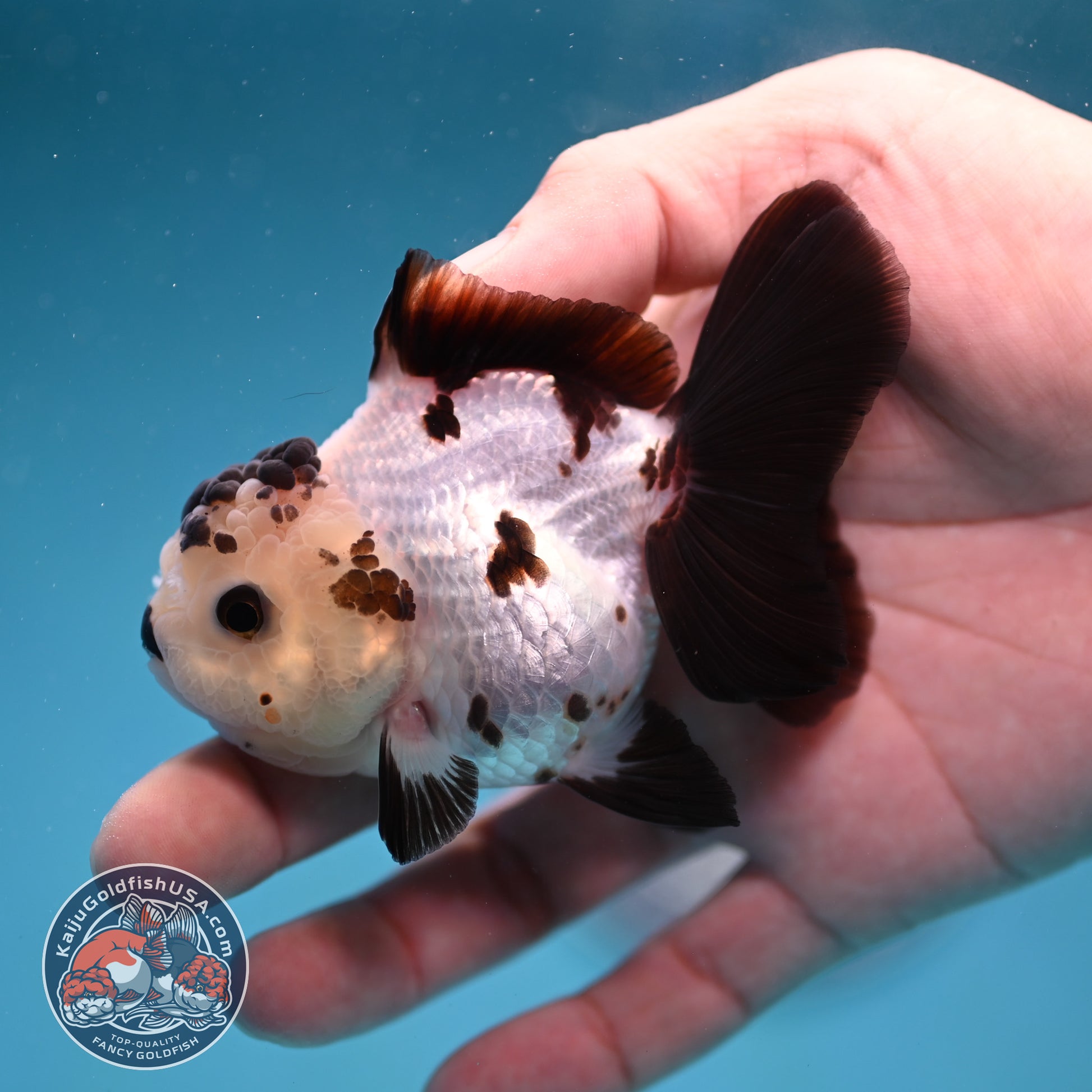 Panda Oranda 3 inch Body (260130_OR03)
