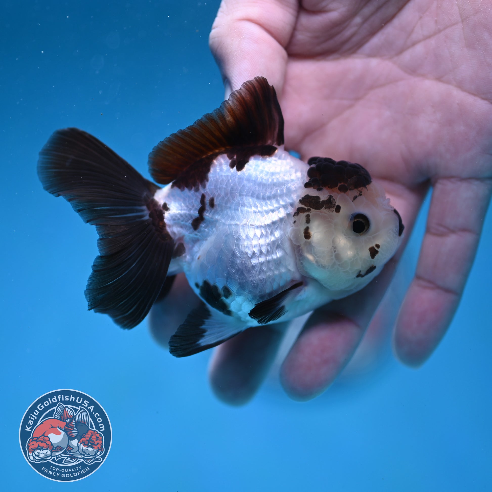 Panda Oranda 3 inch Body (260130_OR03)