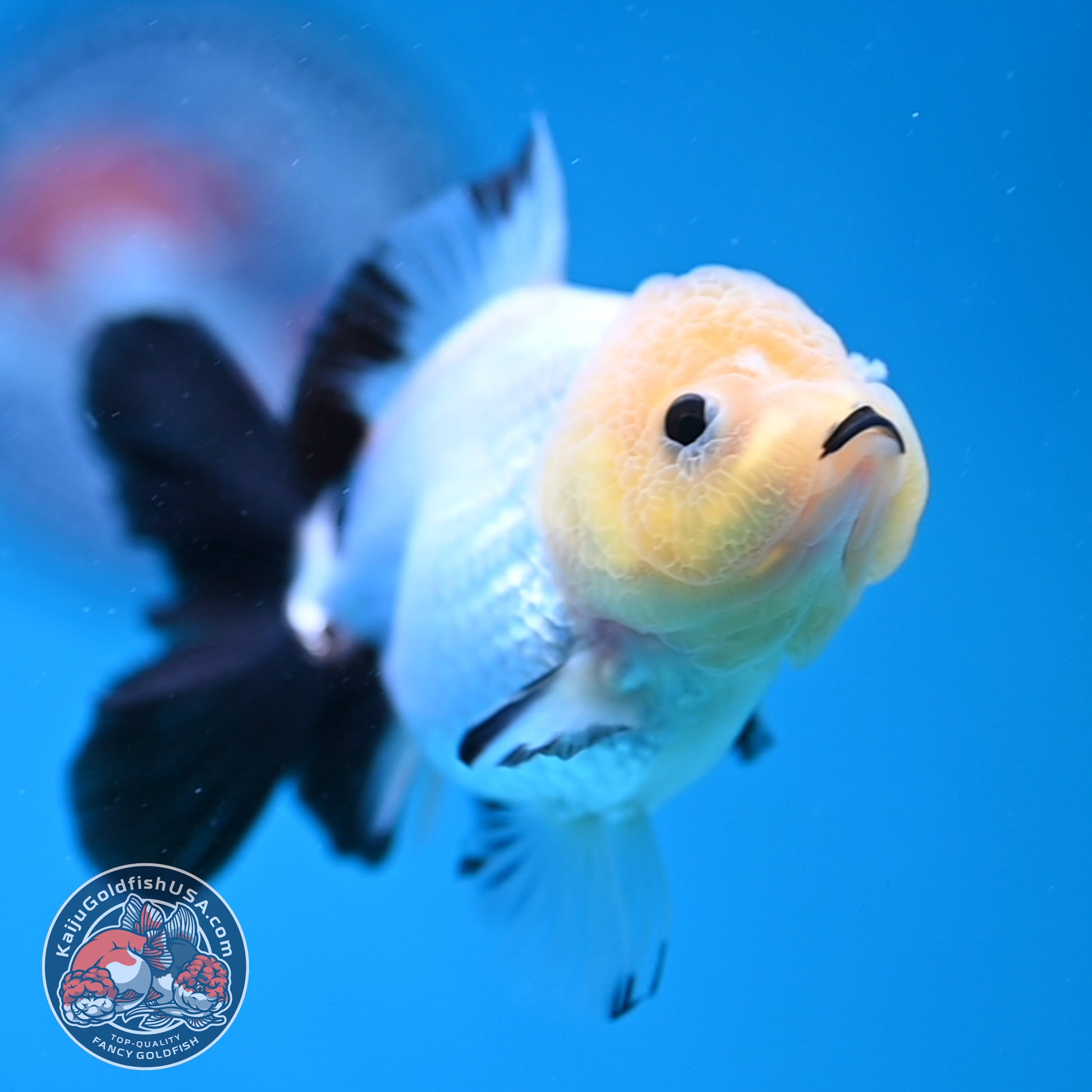 Panda Oranda 3 inch Body (260130_OR09)