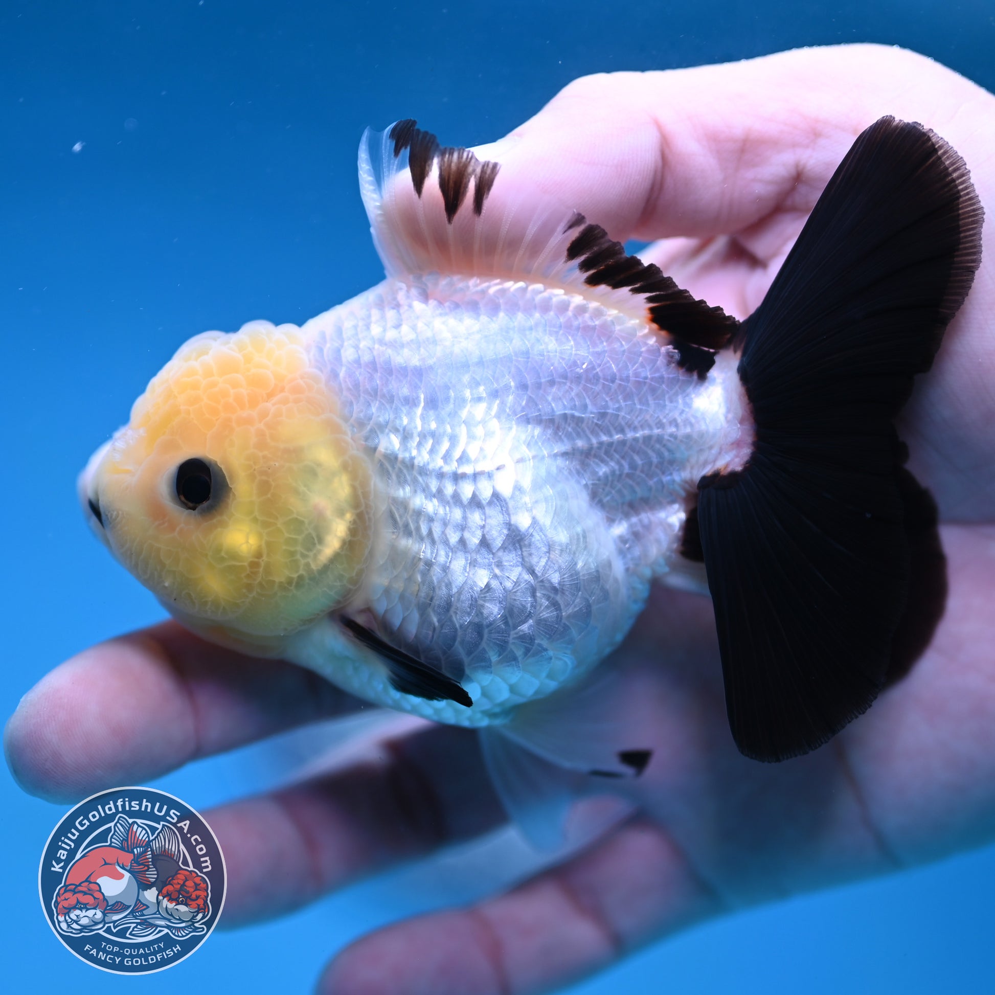 Panda Oranda 3 inch Body (260130_OR09)