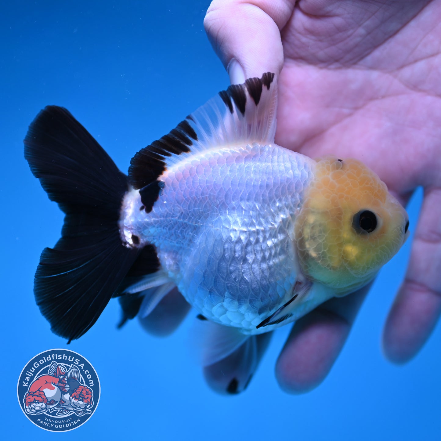Panda Oranda 3 inch Body (260130_OR09)