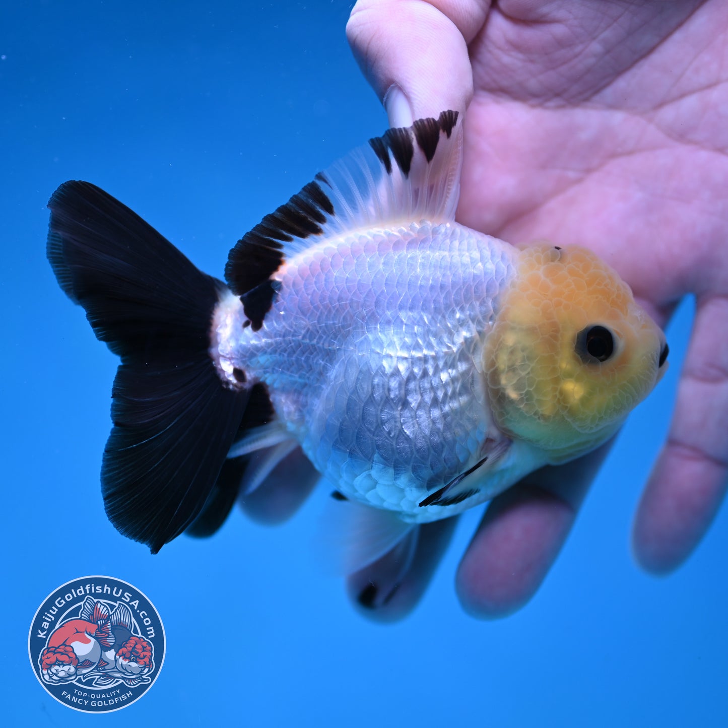 Panda Oranda 3 inch Body (260130_OR09)