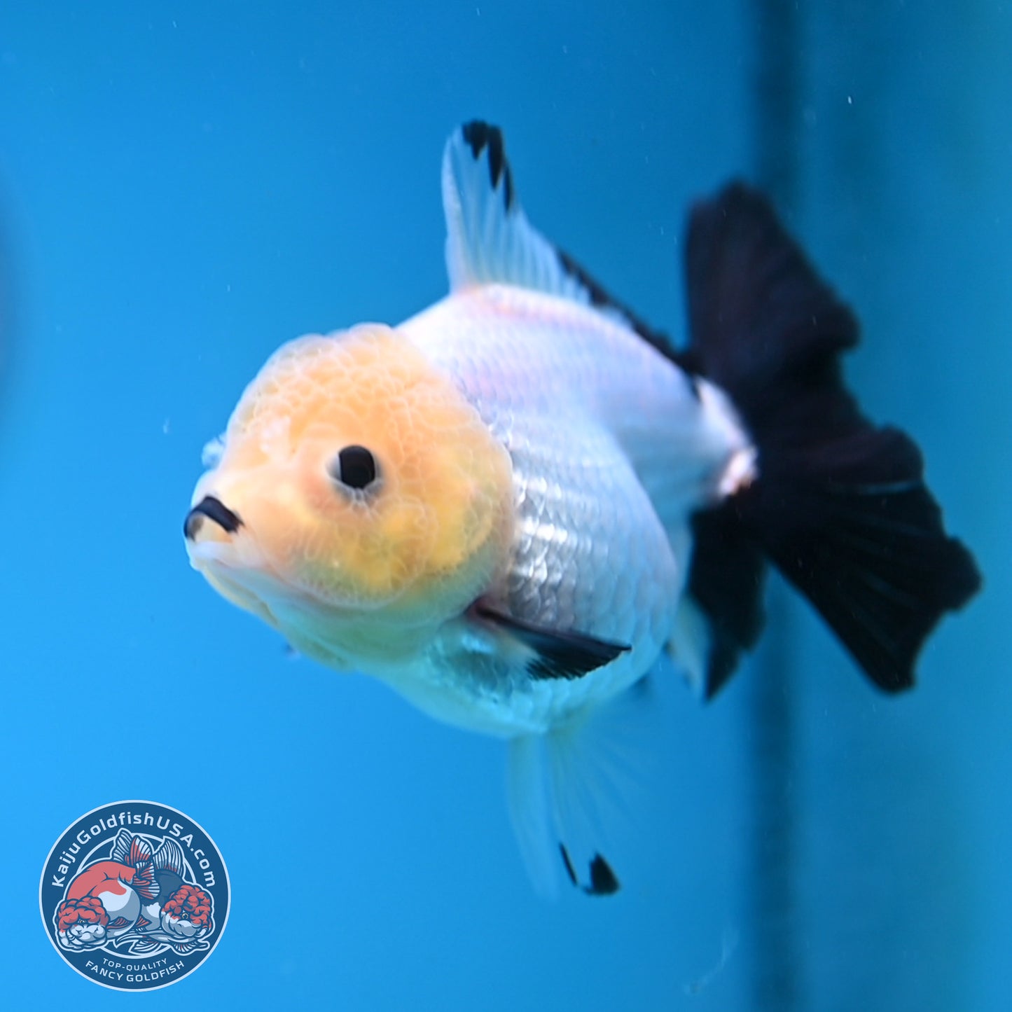 Panda Oranda 3 inch Body (260130_OR09)