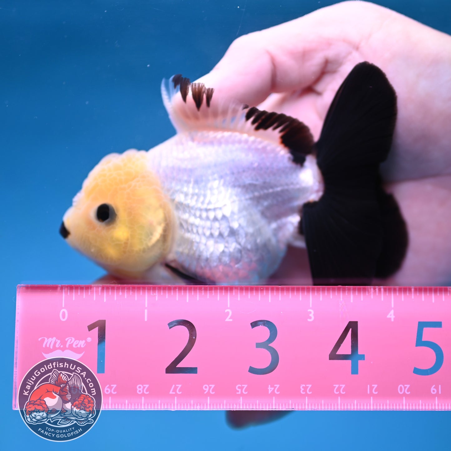 Panda Oranda 3 inch Body (260130_OR09)