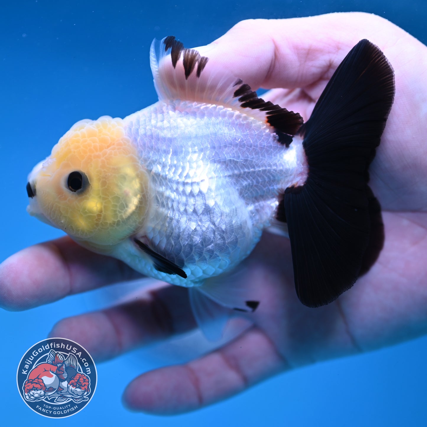 Panda Oranda 3 inch Body (260130_OR09)