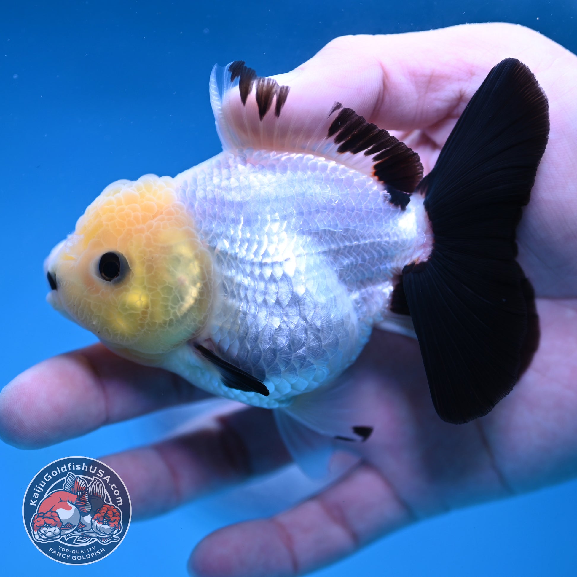 Panda Oranda 3 inch Body (260130_OR09)