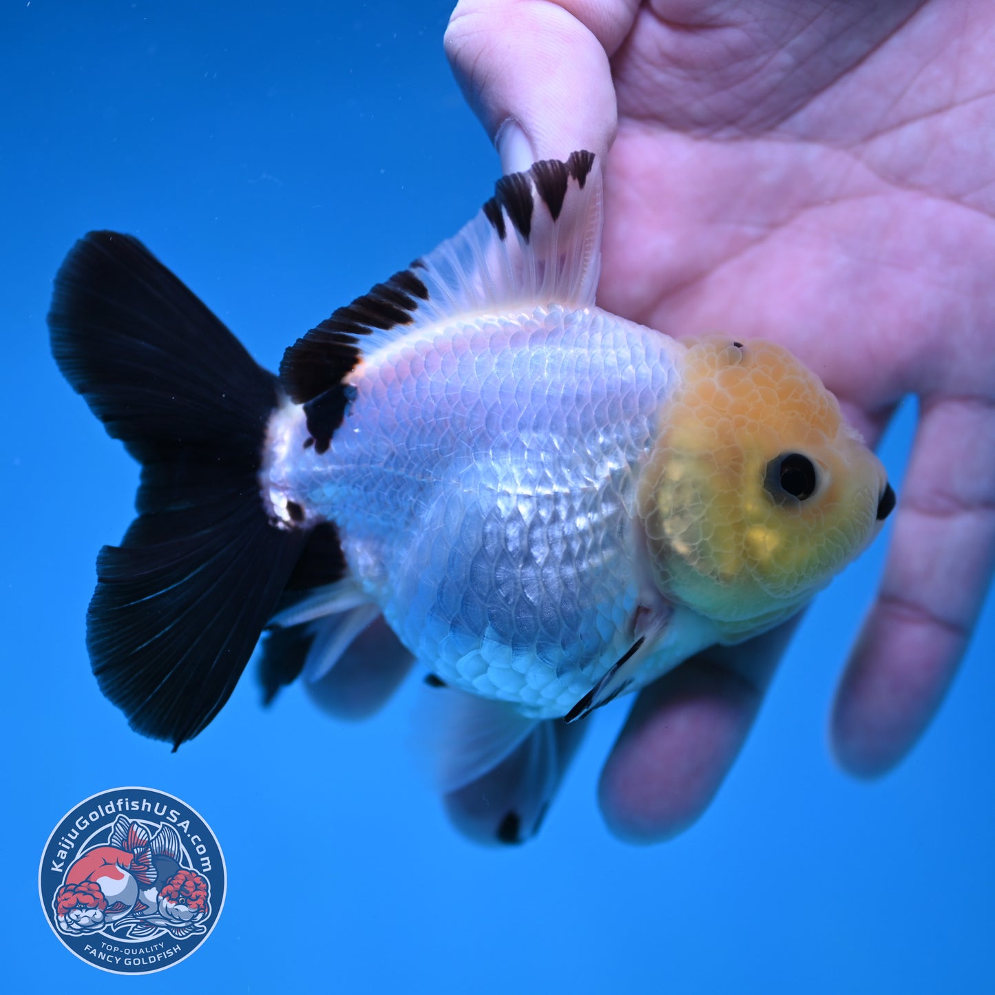 Panda Oranda 3 inch Body (260130_OR09)