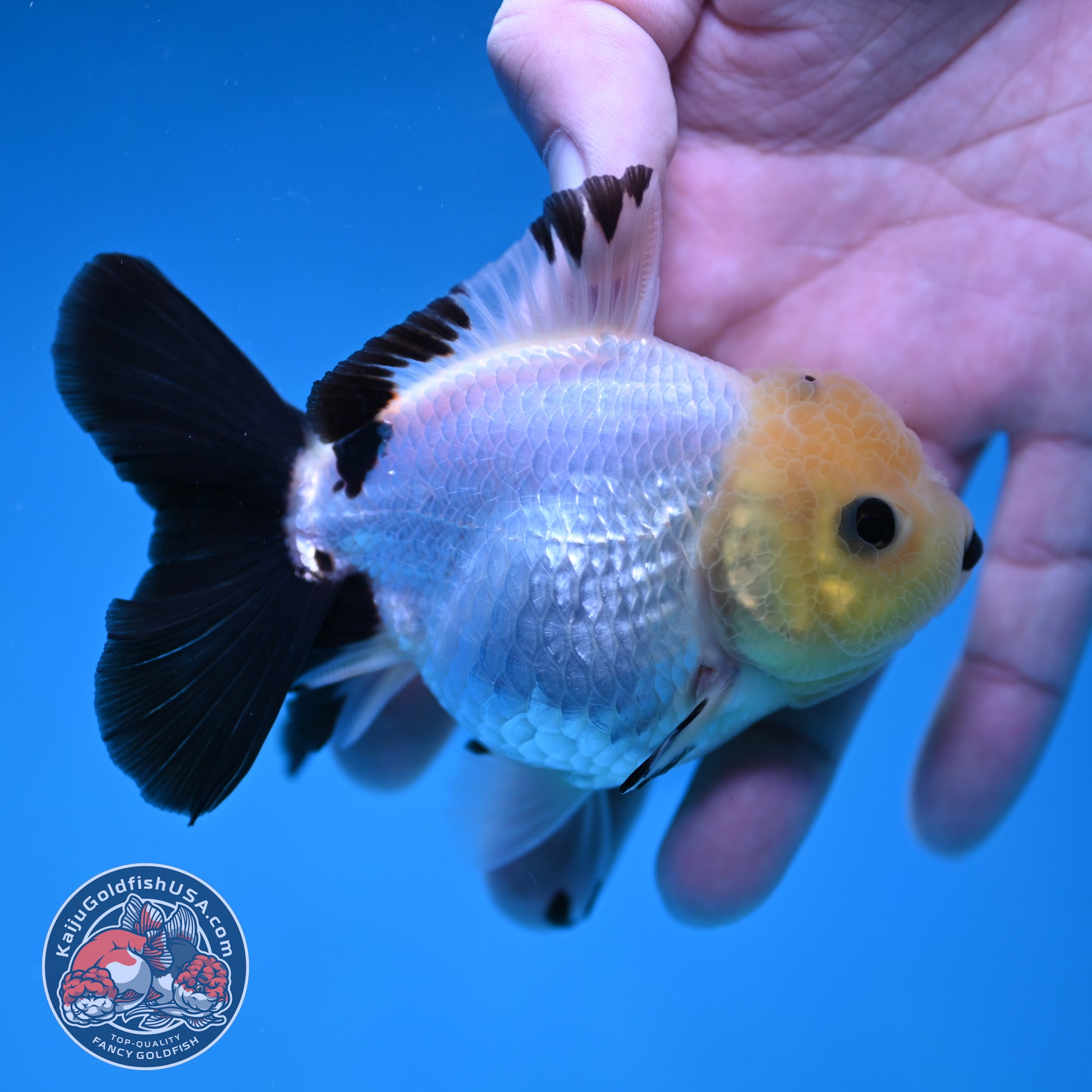 Panda Oranda 3 inch Body (260130_OR09)