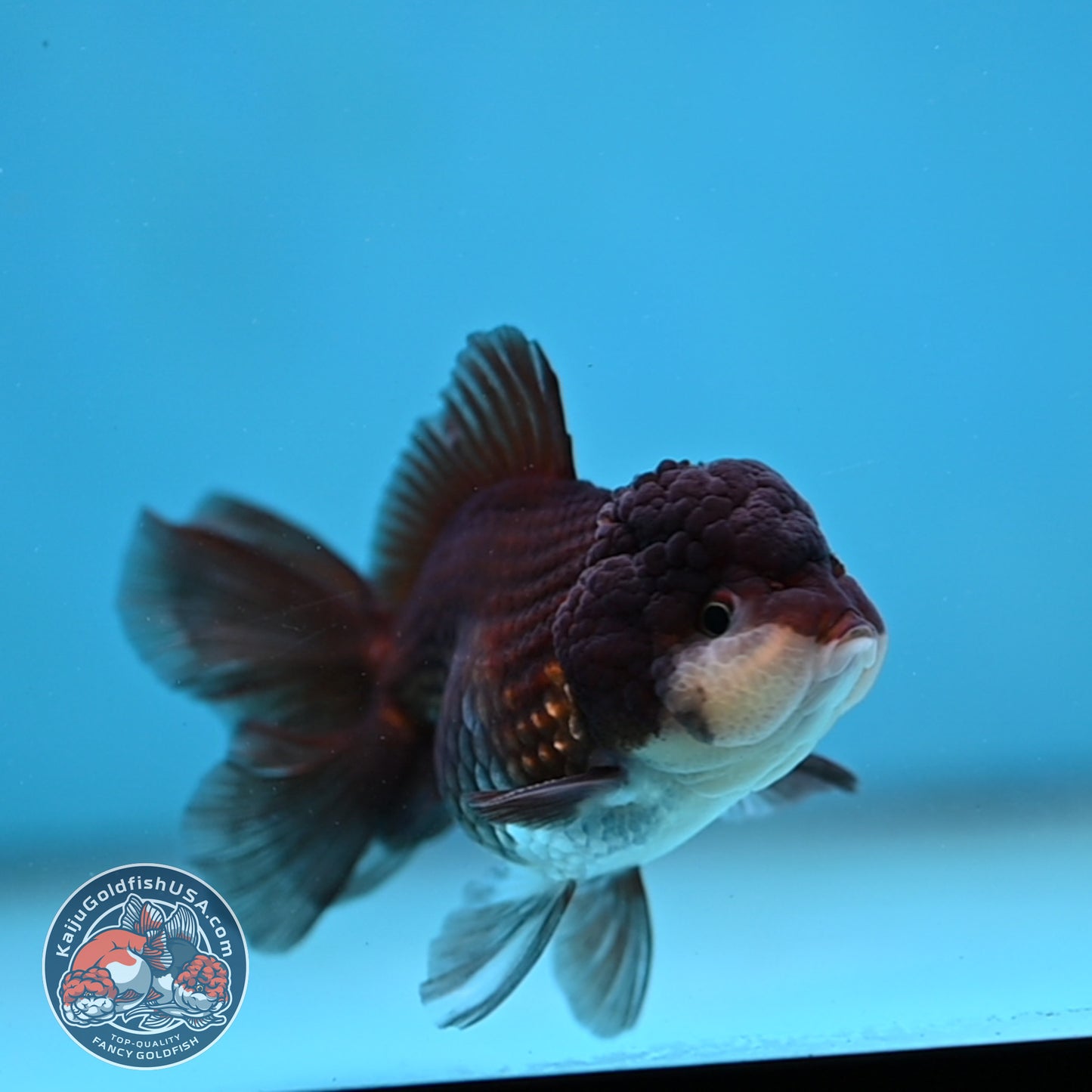 Panda Oranda 3 inch Body (260130_OR13)