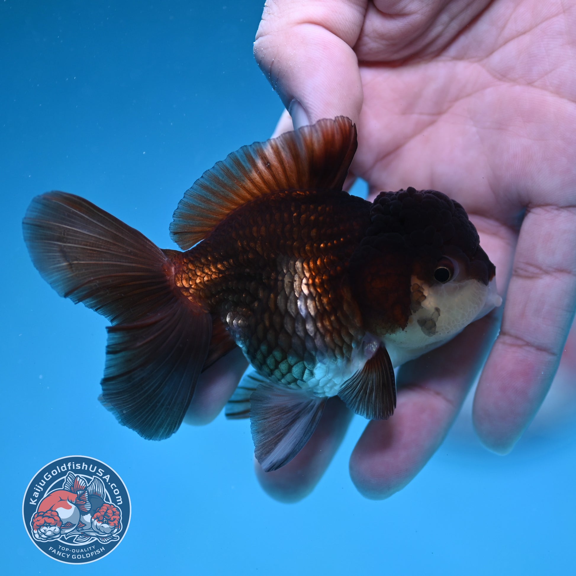 Panda Oranda 3 inch Body (260130_OR13)