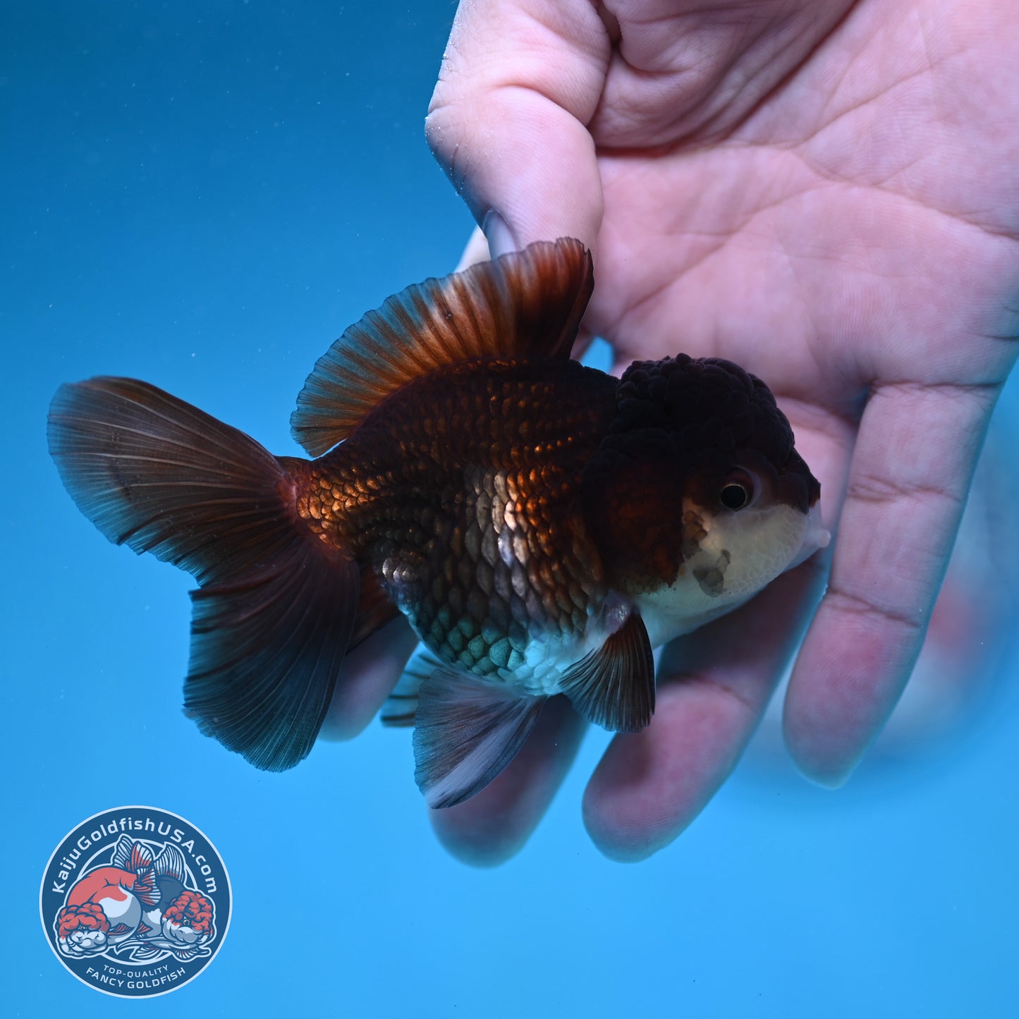 Panda Oranda 3 inch Body (260130_OR13)