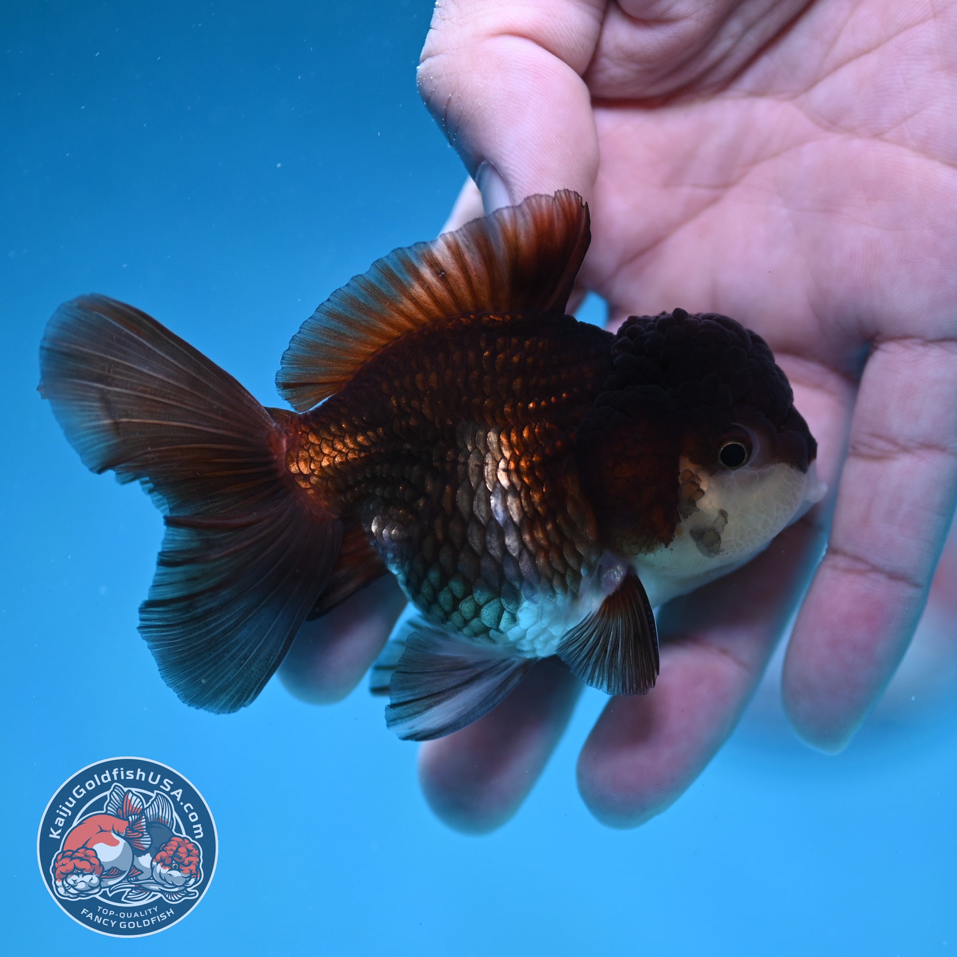 Panda Oranda 3 inch Body (260130_OR13)