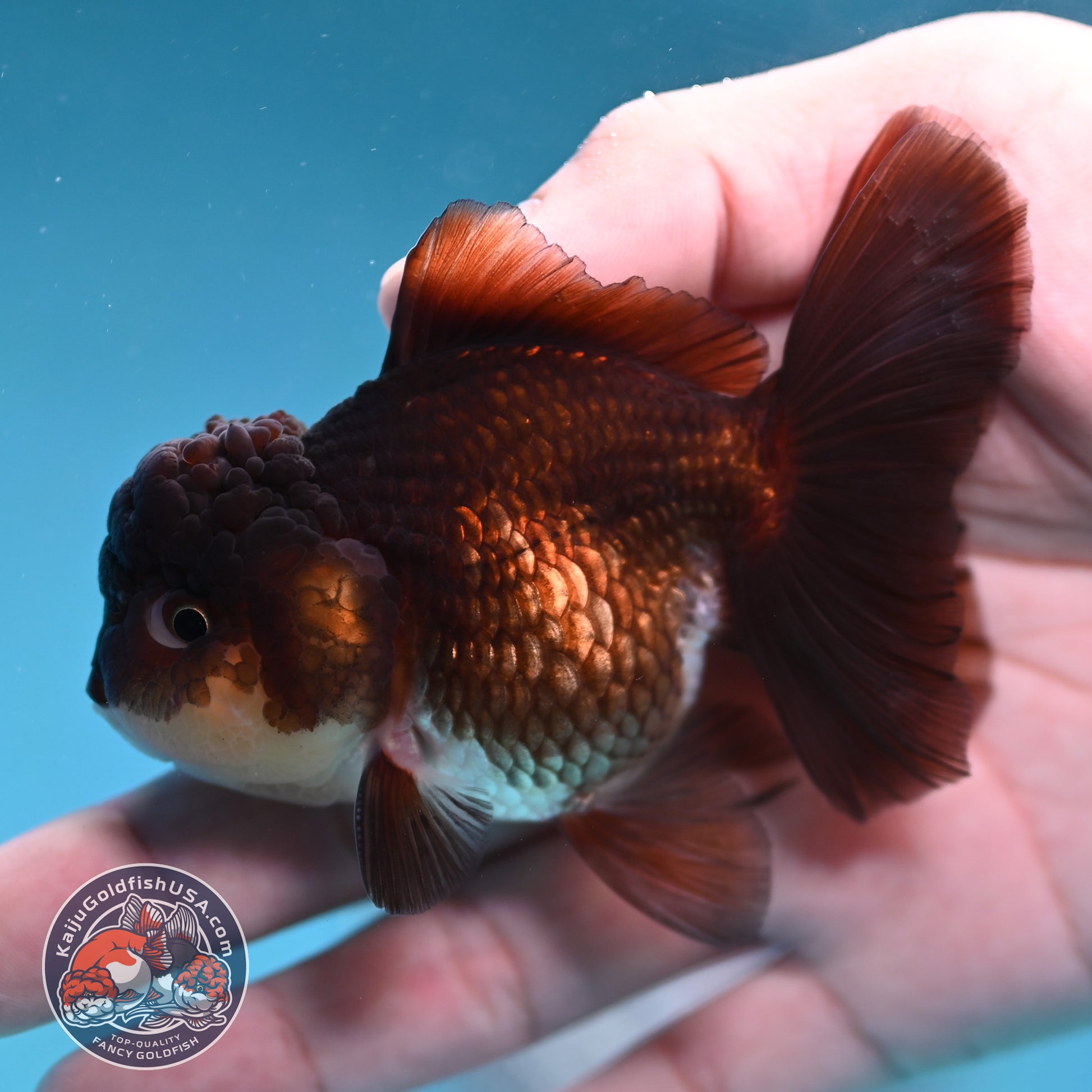 Panda Oranda 3 inch Body (260130_OR13)