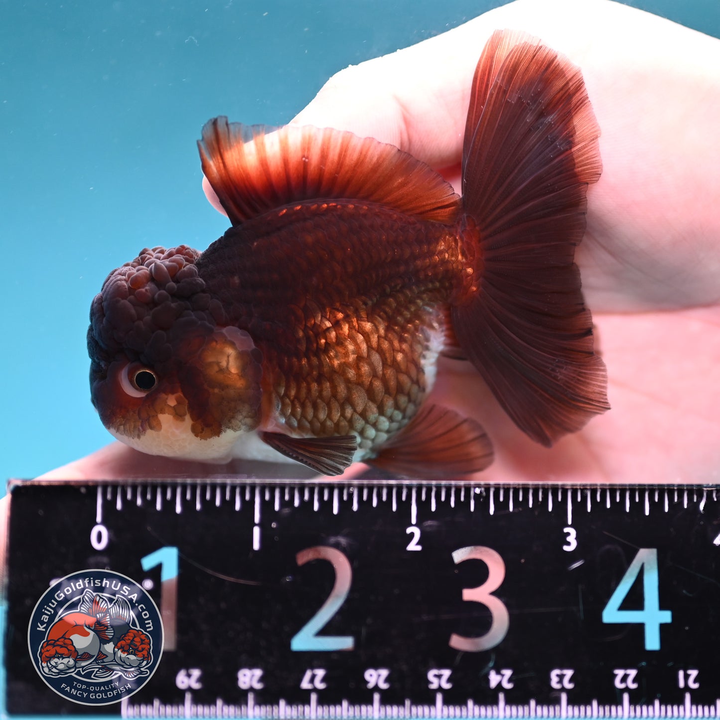 Panda Oranda 3 inch Body (260130_OR13)