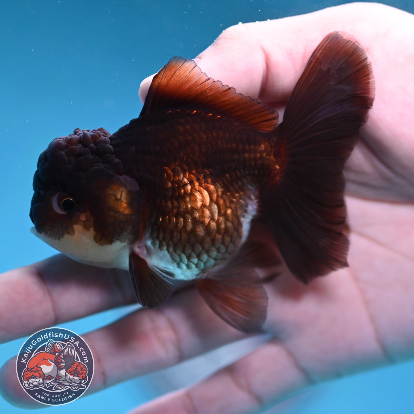 Panda Oranda 3 inch Body (260130_OR13)