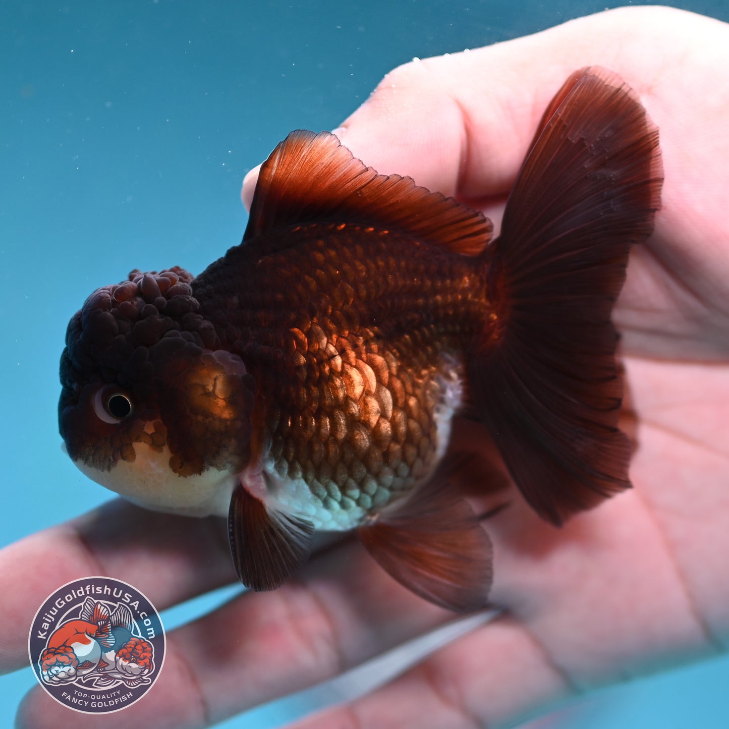 Panda Oranda 3 inch Body (260130_OR13)