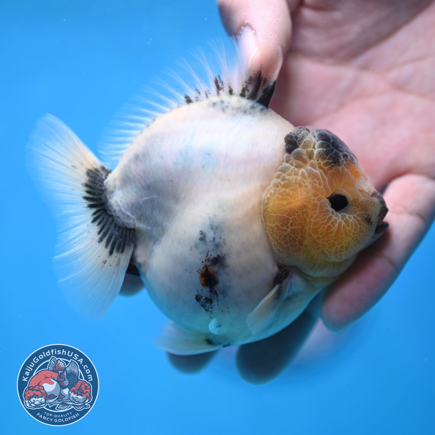 Panda Oranda 3 inch Body (260213_OR05)