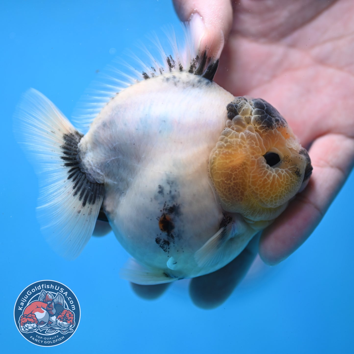 Panda Oranda 3 inch Body (260213_OR05)