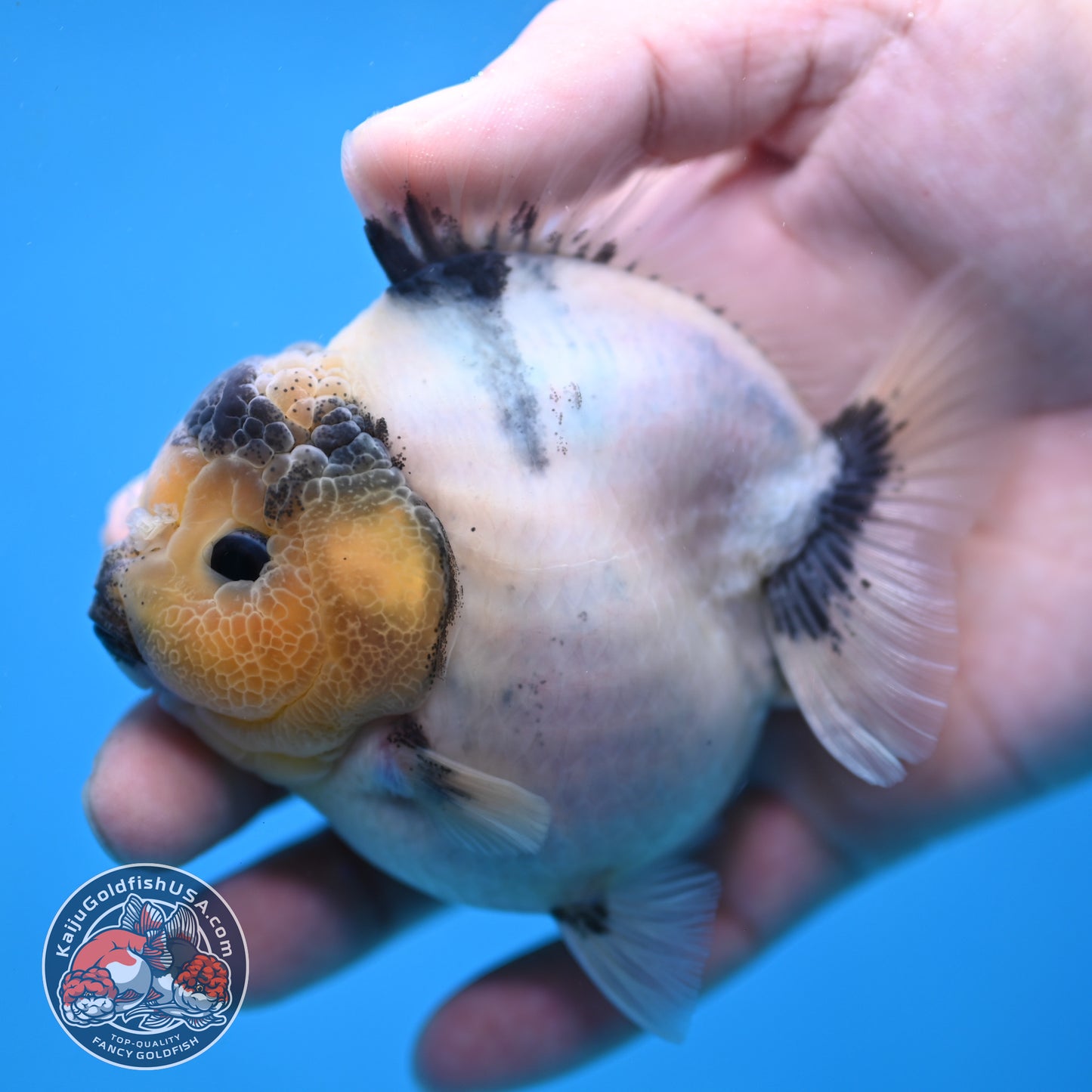 Panda Oranda 3 inch Body (260213_OR05)