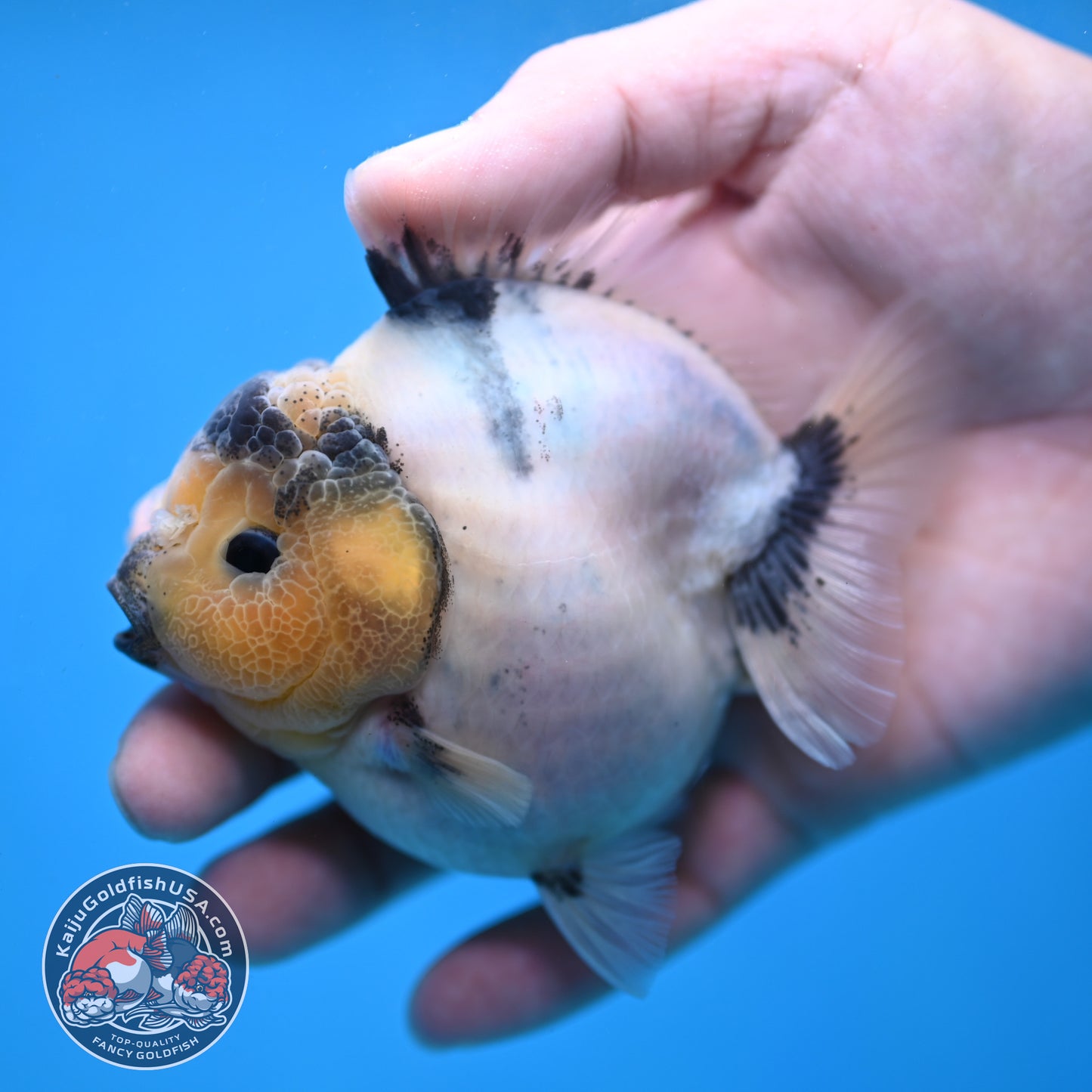 Panda Oranda 3 inch Body (260213_OR05)